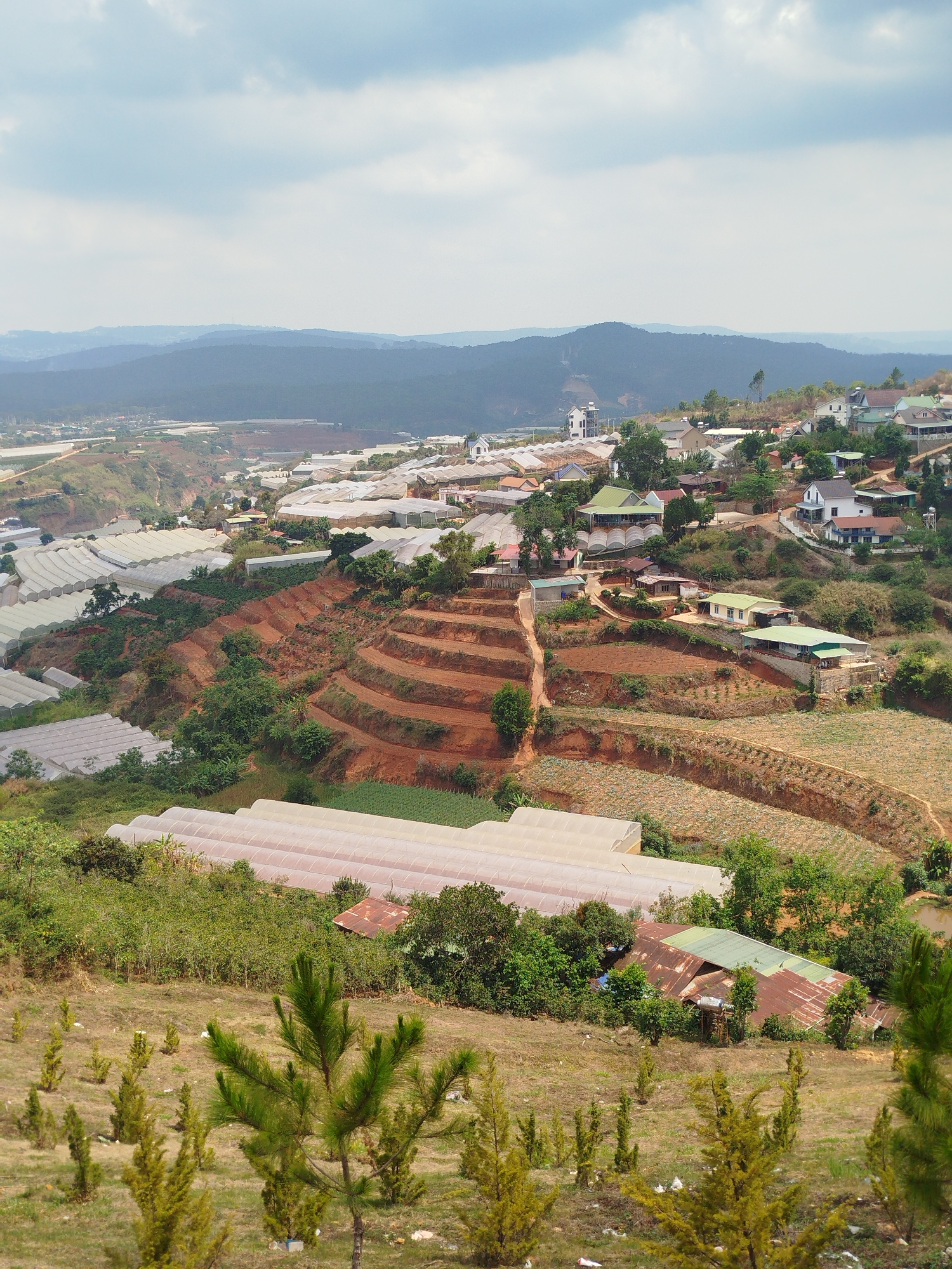 The image depicts an elevated view of Đa Thọ, Vietnam, showcasing a landscape marked by terraced agriculture and greenhouse cultivation. The foreground features young trees sparsely scattered across a grassy field. Moving toward the midground, there are clusters of greenhouses, distinguished by their translucent roofing. Beyond the greenhouses, the terrain transitions to terraced slopes, cultivated with rows of crops. Residences are interspersed along the terraced hillsides. In the distance, layers of mountainous terrain fade into a slightly overcast sky. A tall, white structure is visible among the houses, adding a vertical element to the scene. The overall setting suggests an agricultural community nestled within a hilly environment.