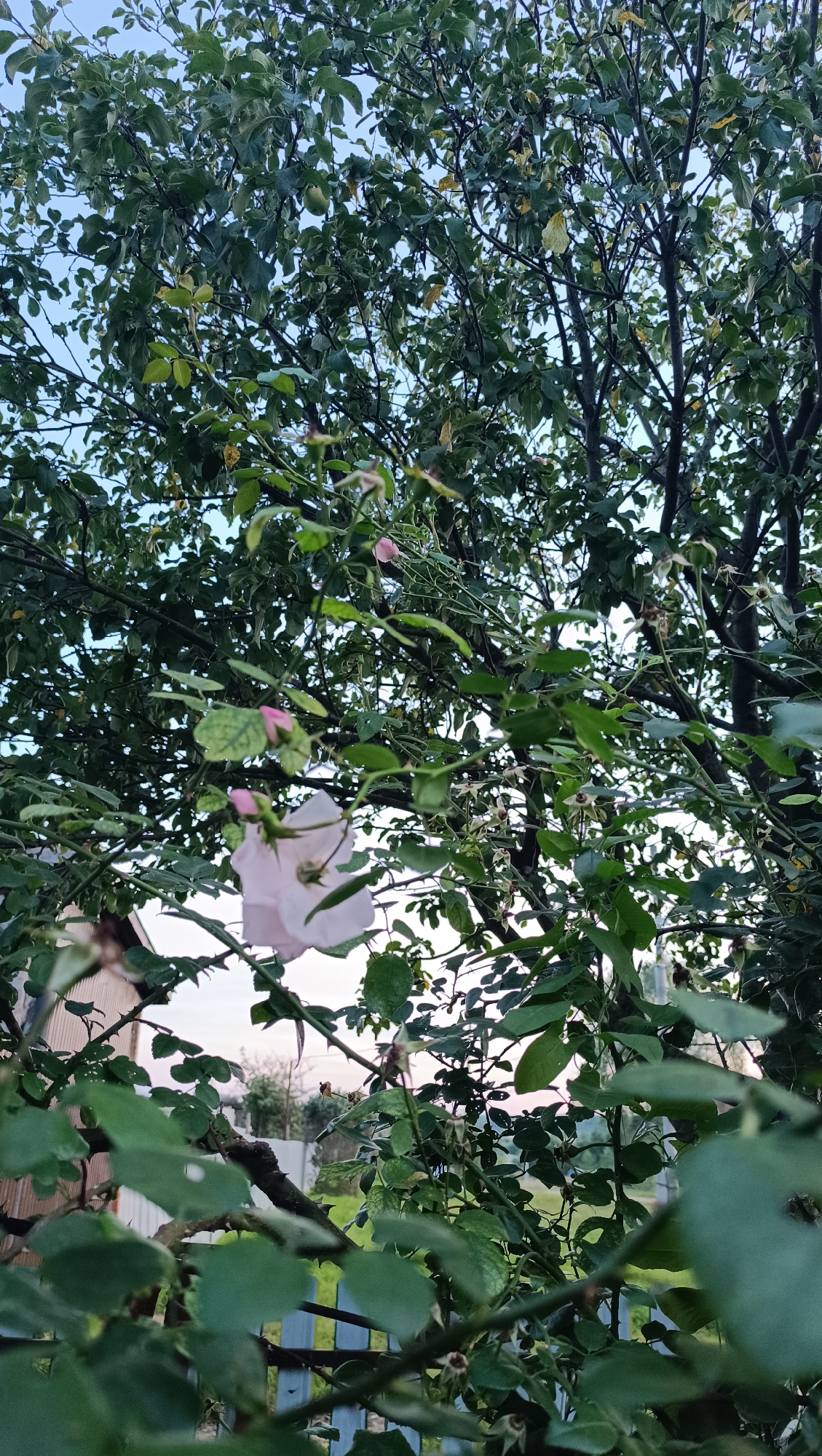This image depicts a close-up view of a rose bush with pale pink flowers and green leaves, partially obscuring a residential fence and building. The background shows a hazy sky and distant trees. The perspective is from behind the rose bush, looking outwards towards a suburban or rural setting. The lighting suggests it is either early morning or late evening, as the sky is soft and the light is diffused. No people or actions are visible. The location is stated to be Karsha, Russia.