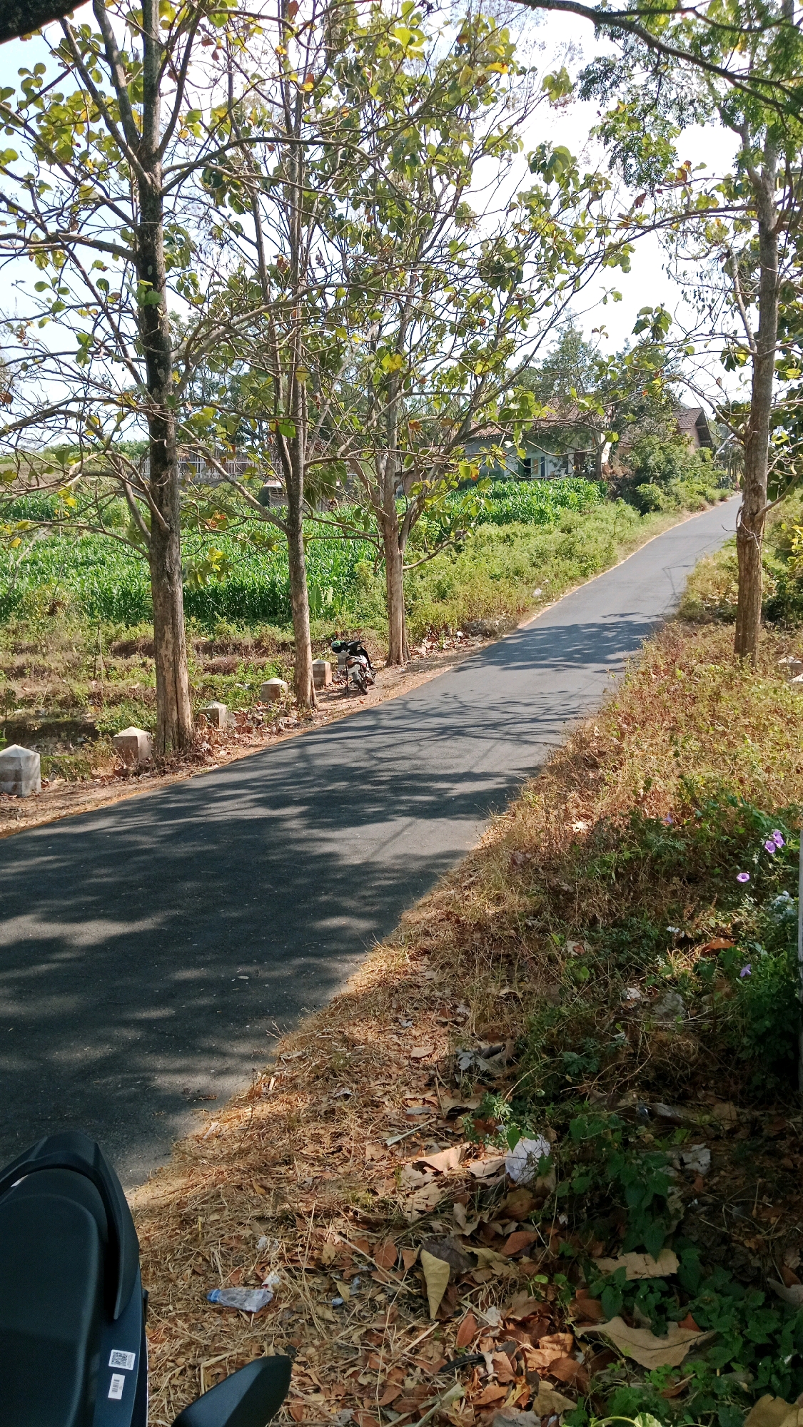The image depicts a rural road in Balegondo, Indonesia, lined with trees casting shadows on the asphalt. The road curves to the right, leading towards buildings visible in the distance. To the left of the road, a field of green crops grows, and to the right, dry grass and foliage cover the embankment. A motorcycle is parked on the side of the road near the trees. The overall scene is naturalistic and undisturbed, with no people present.