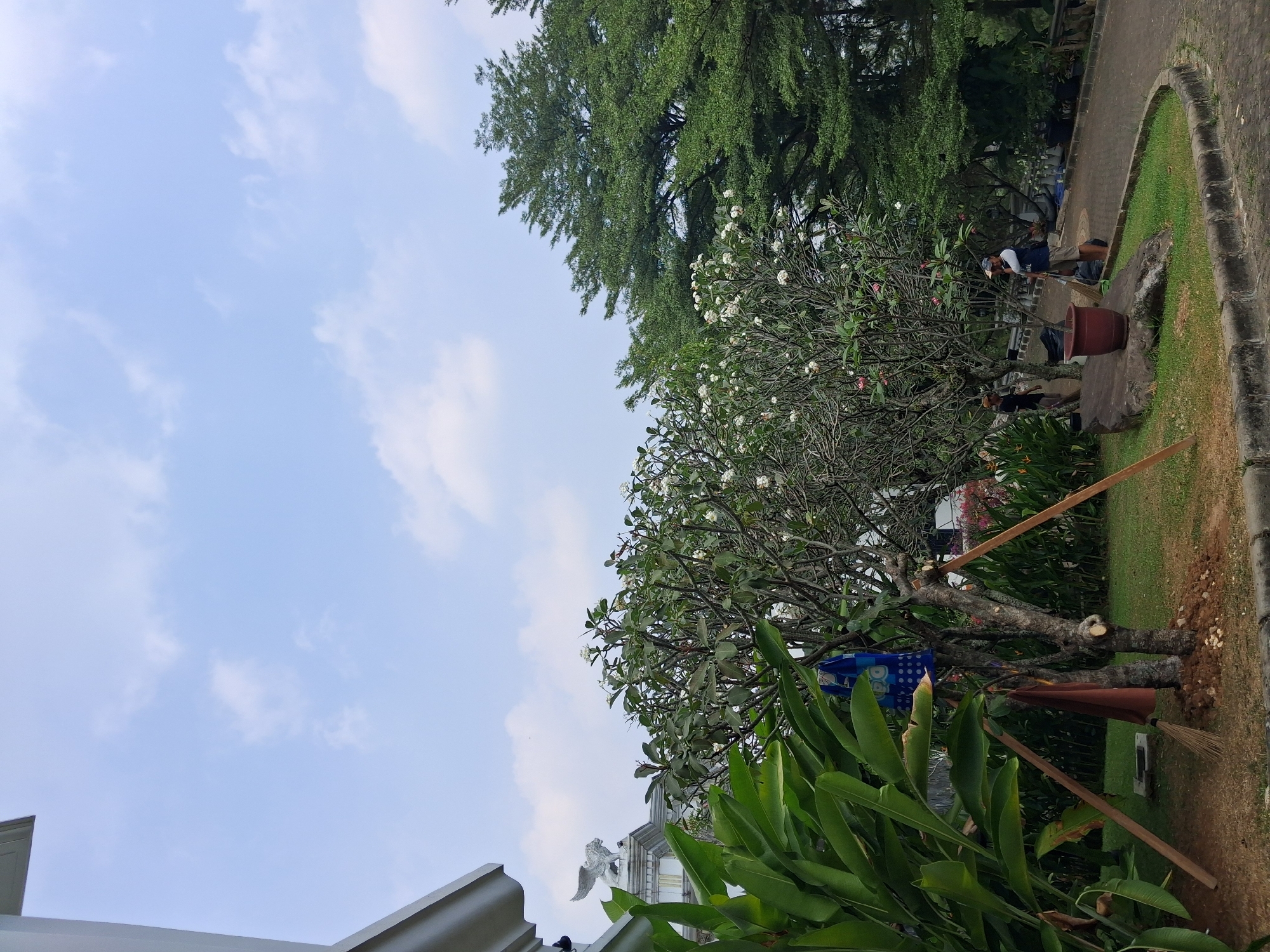 The image depicts an outdoor scene in Babakan Madang, Indonesia, likely a resort or a residential area with lush greenery. In the foreground on the left, large, vibrant green leaves of a tropical plant dominate, with a white sculpted bird-like figure perched atop a white building facade visible in the upper left corner. A tree with white flowers, possibly frangipani, is centrally located, adorned with a blue and white patterned cloth hanging from a branch and a brown cloth and a broom leaning against its trunk. To the right of this tree, two individuals are present. One person, wearing a black shirt and a tan hat, is sweeping the ground with a broom. Another person, wearing a dark blue shirt, shorts, and a cap, is standing near a large terracotta pot and a paved pathway, also holding a broom. Behind these individuals, a winding paved pathway curves through the scene, bordered by a concrete curb. The background is filled with various trees, including a large, dense evergreen tree on the right. The sky above is a pale blue with scattered white clouds. The ground is covered with grass and soil, with some decorative rocks. The overall atmosphere suggests a well-maintained outdoor space.