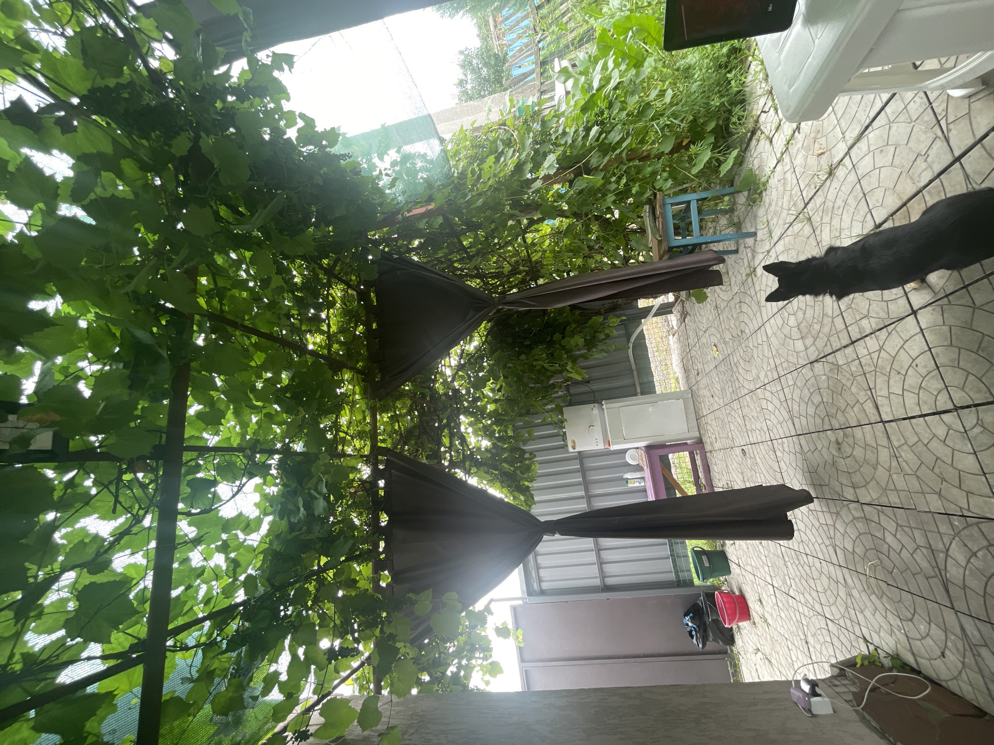 The image shows a backyard area with a tiled floor, a metal fence, and a canopy covered with grapevines. A black dog is standing in the foreground, facing away from the camera. In the background, there is a white refrigerator, a purple table, and some buckets. A laptop is visible on a white table to the right of the image. The overall scene suggests a domestic outdoor setting in Raslovka 1-Ya, Russia.