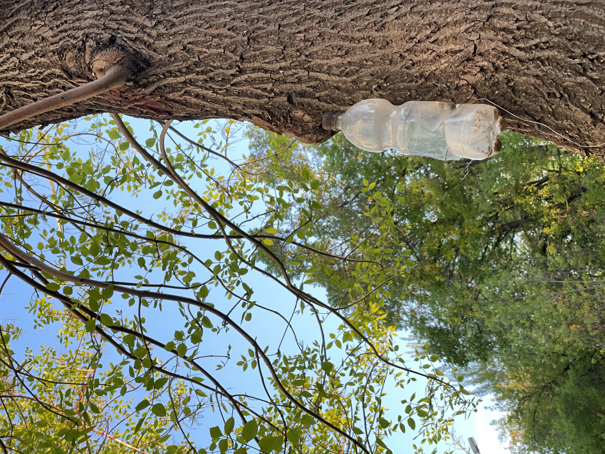 A clear plastic water bottle is attached to a tree trunk with wire in a natural outdoor environment. The tree's bark is rough and textured. Several branches with green leaves extend upwards toward a blue sky. Another tree with dense green foliage is visible in the background. This image was taken in the city of Zheleznogorsk, Russia.