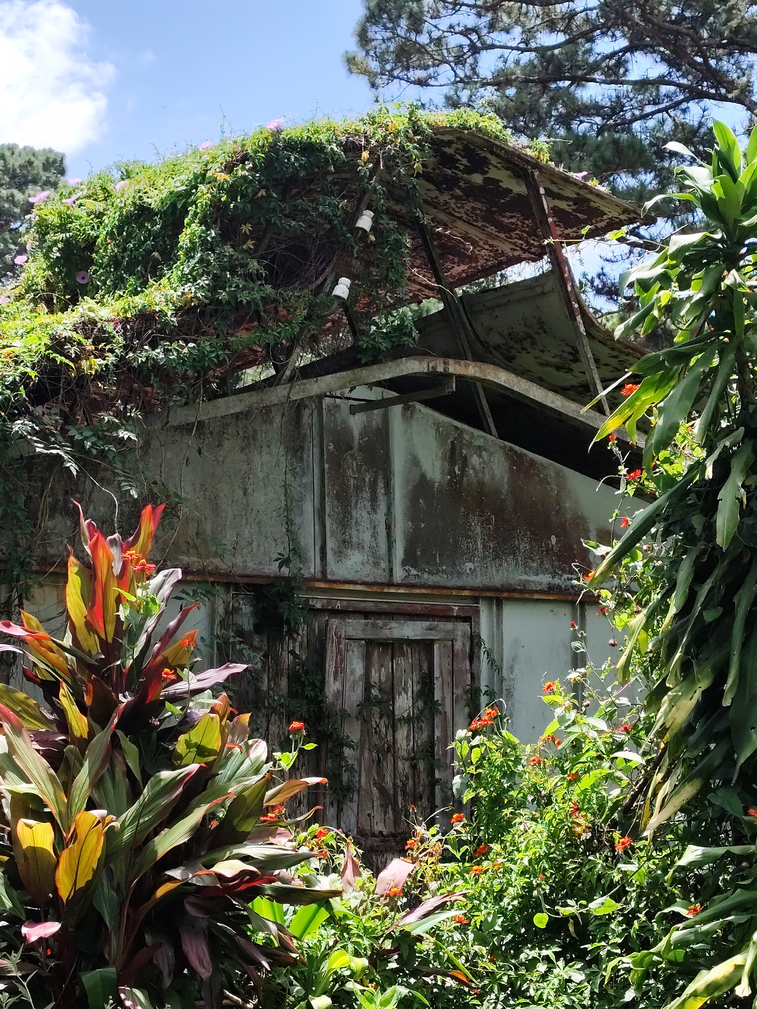 The image captures an abandoned structure overgrown with lush vegetation in Da Lat, Vietnam. The building, possibly a former greenhouse or storage unit, exhibits signs of decay. Its metal roof is rusted and partially covered with vines, and the walls are weathered and stained. A rustic wooden door, also partially obscured by plants, suggests a hidden entrance. The surrounding environment is abundant with tropical flora, including vibrant red and yellow foliage in the foreground and tall green plants to the right, all contributing to a scene of nature reclaiming human-made structures. The sky above is a clear blue with scattered clouds, indicating a bright, possibly sunny day. The overall impression is one of neglect and the persistent power of nature.