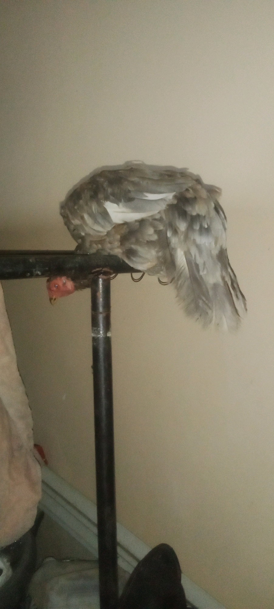 A light-grey chicken with white wing feathers is perched on a dark metal bar. The chicken's head is hanging down, and its red face and beak are visible. The chicken is positioned horizontally on the bar, with its body curving downwards. The background is a plain, light-colored wall. The image is taken from a slightly low angle. There are no visible indications of the city of Karawang, Indonesia in the image.