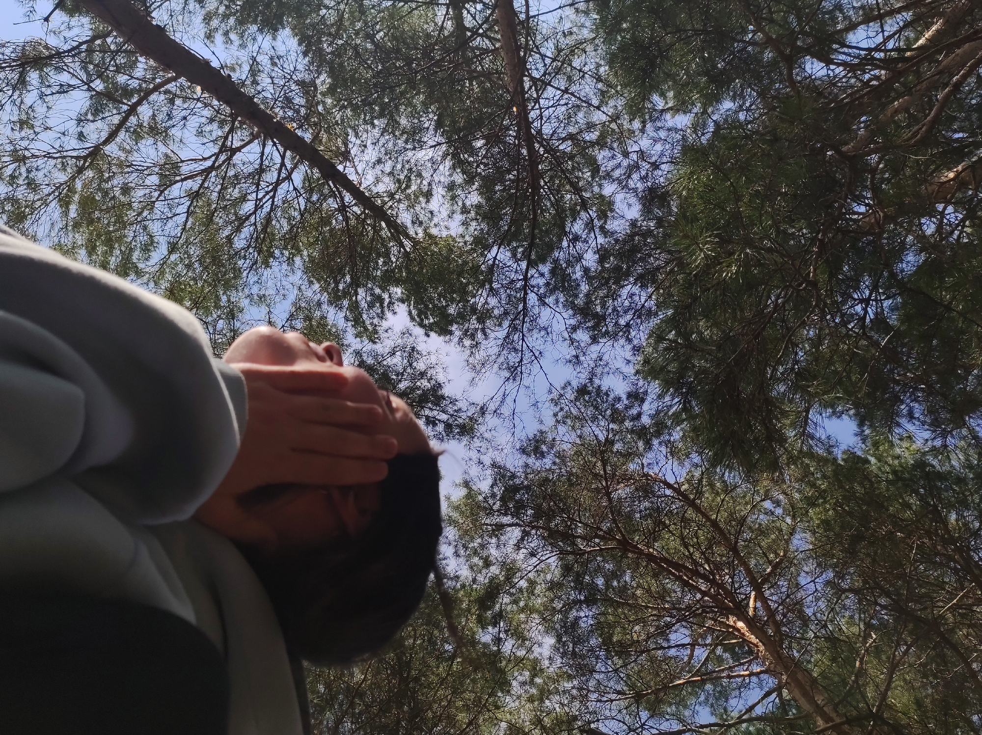 This low-angle photograph captures a serene moment looking upwards into a forest canopy against a clear blue sky. In the foreground, on the left side of the frame, is a person's upper body, including their head, shoulders, and hands. Their face is partially obscured by one of their hands, which is held over their eyes, possibly shielding them from the bright sun. The person appears to have dark hair and is wearing a light-colored, long-sleeved top, likely a hoodie, over a darker garment.
The individual seems to be reclining or lying down, gazing up at the sky and trees above. The background is filled with the intricate network of branches and green needles of numerous tall coniferous trees, typical of pine or fir. The sunlight filters through the dense foliage, highlighting the texture of the branches. The blue sky is visible in patches through the gaps in the canopy, indicating a bright and sunny day.
The scene conveys a sense of tranquility and connection with nature, possibly suggesting relaxation or contemplation in an outdoor setting. Given the location context, this forest scene could be near Фоки, Russia. There is no visible text in the image.