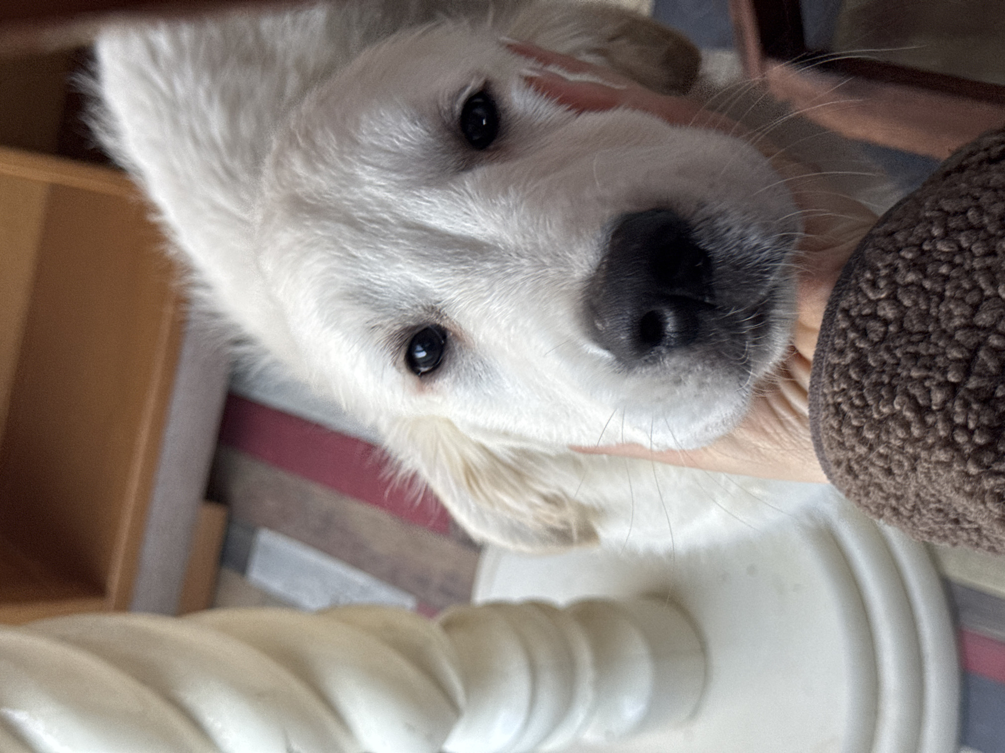 A close-up shot captures a white puppy held in a person's hands. The puppy's face is in focus, with dark eyes and a black nose. The hand holding the puppy is visible, with a textured brown object near the wrist. A white, ornate object, possibly a lamp or table leg, is in the lower portion of the frame. Background details include a wooden cabinet and a multi-colored striped surface. The location is not identifiable from the visual data in the photograph.