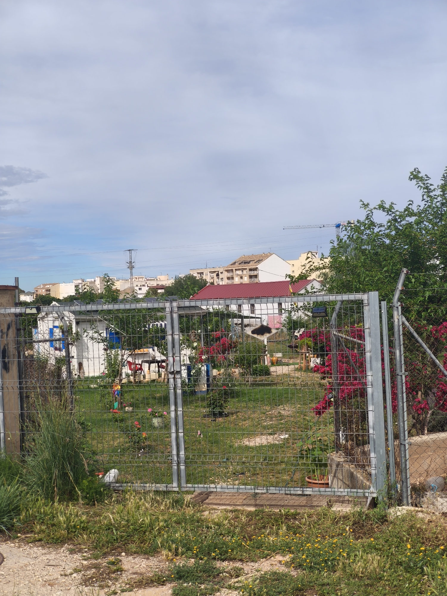 The image depicts a fenced garden in Alcàsser, Spain. The fence is made of gray metal with a wire mesh. Inside the garden, there is a variety of vegetation, including grass, flowers, and bushes. There is a small white building with blue trim, as well as a table with chairs. In the background, there are buildings with red tile roofs and a construction crane. The sky is partially cloudy. In the foreground, there is a dirt path with some vegetation.