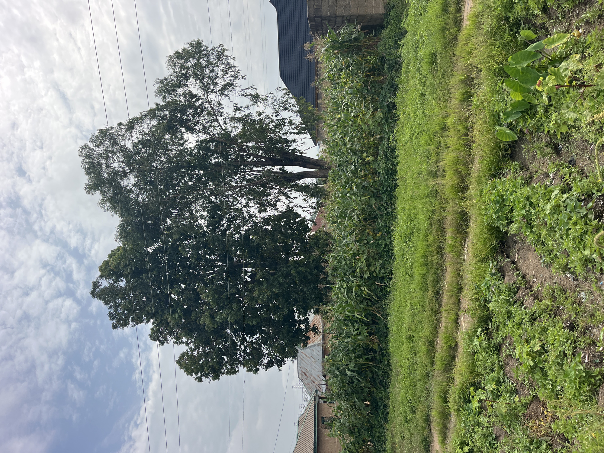 The image depicts a rural or semi-urban setting in Jos, Nigeria, characterized by agricultural activity and residential structures. In the foreground, rows of cultivated plants, possibly vegetables or root crops, are visible in tilled soil. Beyond this, a field of mature corn stalks stands tall, suggesting a growing season.
Dominating the mid-ground are two large trees with dense foliage, one appearing to be a hardwood and the other possibly a eucalyptus, situated behind the cornfield. These trees are interspersed with scattered residential buildings, identifiable by their corrugated iron and tiled roofs. Some of these structures appear to be made of brick or mud.
In the background, the sky is overcast with scattered clouds. Power lines stretch across the upper portion of the image, indicating the presence of electricity infrastructure. The overall scene conveys a sense of everyday life in a region where agriculture and residential living are closely integrated, common in the outskirts of cities like Jos. There are no people visible in the image.
