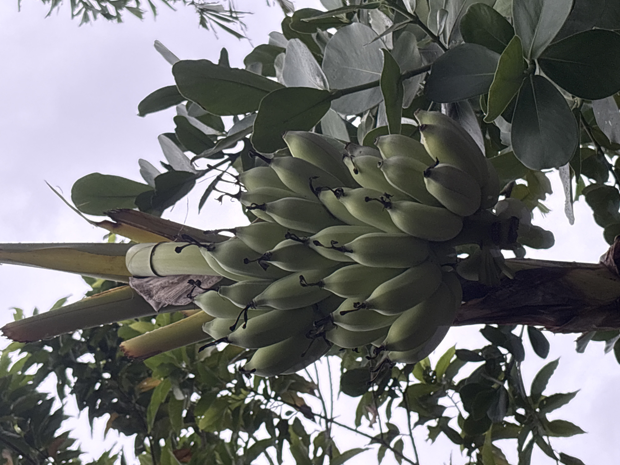 A low-angle shot focuses on a cluster of unripe green bananas hanging from a branch. The bananas are densely packed together. The background consists of varying green leaves and branches, with glimpses of a pale sky. The location is Karon, Thailand.