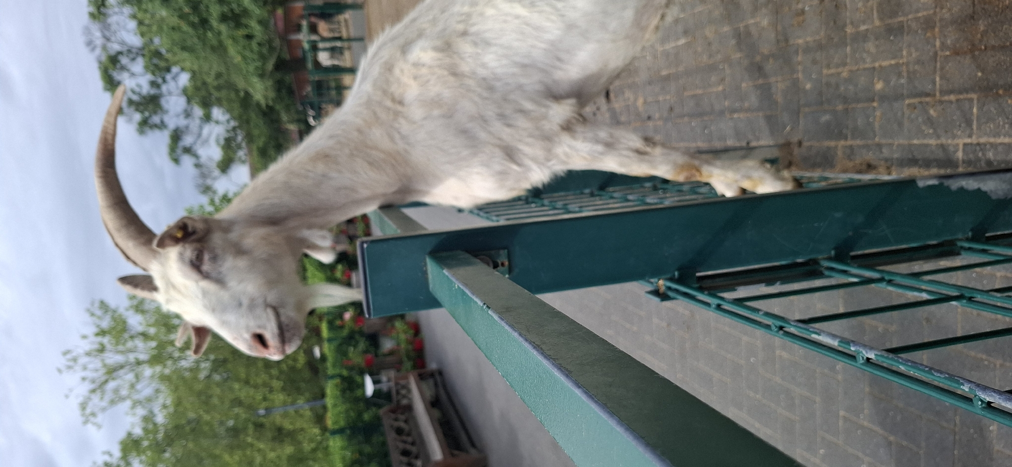 A light-colored goat with large, curved horns is standing on its hind legs, leaning over a green metal fence. Its front hooves are resting on the top rail of the fence. The goat is facing to the left and appears to be looking down or to the side. Its fur is light cream-colored with some patches of tan. The goat has a small beard.
The fence is dark green and appears to be made of metal bars. Behind the fence, there is a paved walkway made of rectangular bricks. To the left of the fence, there is a wooden bench and some red flowers in pots. In the background, there are trees and other greenery, suggesting an outdoor setting. The sky is overcast.
This scene is located in the city of Hürth, Germany. Given the presence of a fenced enclosure and a bench, this is likely a public park or a zoo enclosure. The style of the fence and the paving suggest a maintained public space.