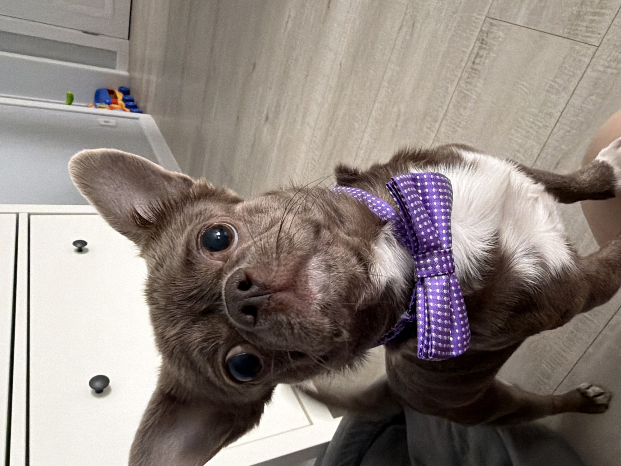 A small, brown and white chihuahua wearing a purple polka dot bow tie is the focal point of the image. The dog is positioned close to the camera, looking directly at the viewer. The background includes a white cabinet with black knobs and a wooden floor. A shelf with a few toys on it can be seen in the upper left corner. No information suggests that the photo was taken in Votkinsk, Russia. There is no information on people or human interactions.