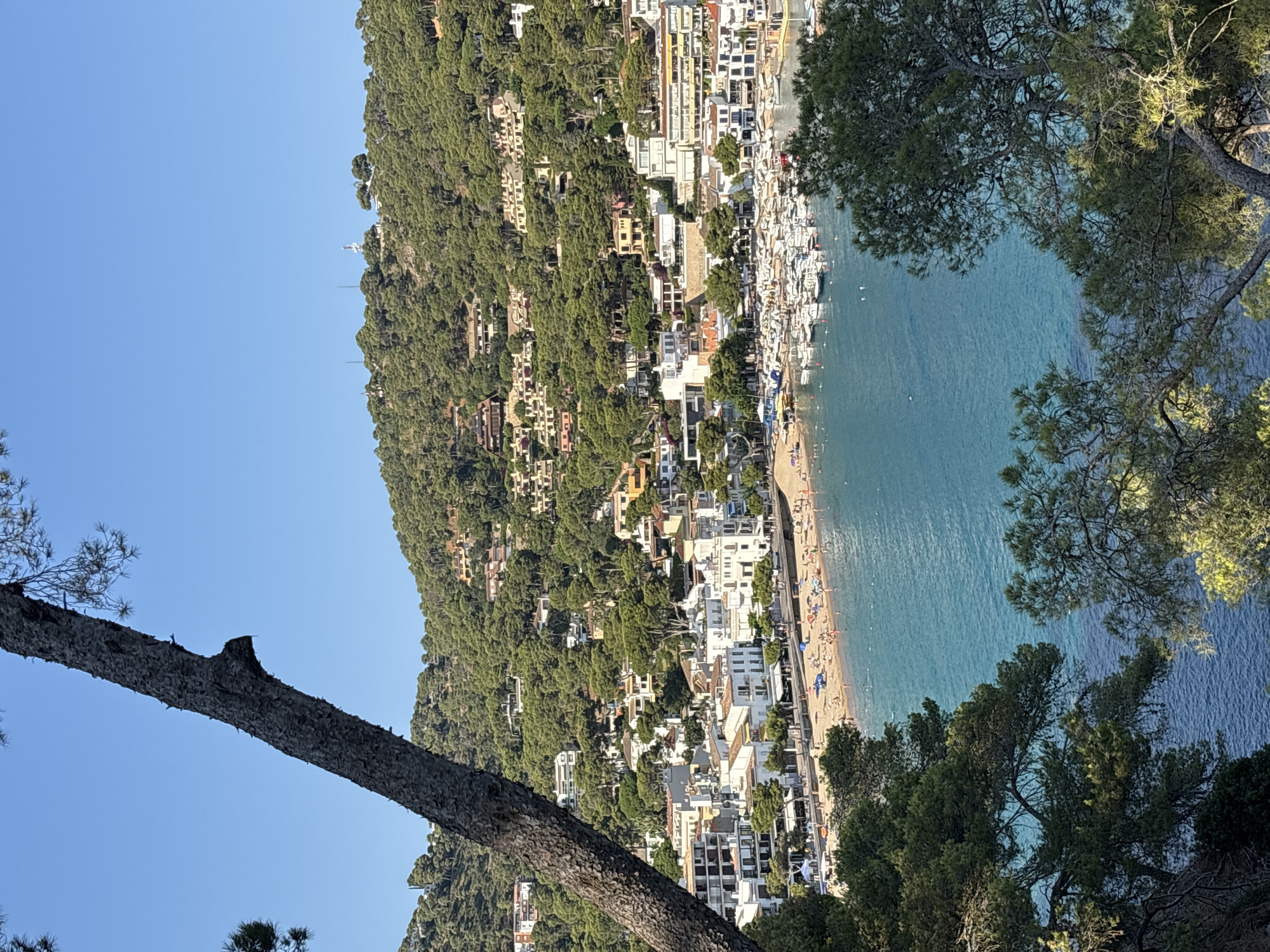 The image captures a panoramic view of a Mediterranean coastal town, identified as Tamariu, a small fishing village within the municipality of Palafrugell, Spain. The scene is dominated by a bay with clear, turquoise water, dotted with numerous white sailboats moored in a harbor. A sandy beach lines the bay, populated with many sunbathers and umbrellas, indicating a leisurely daytime scene.
Behind the beach, a cluster of white-washed buildings with red-tiled roofs forms the town's center. These structures are multi-story and appear to be a mix of residential homes and commercial establishments, possibly hotels or restaurants, given their proximity to the beach. A promenade runs along the waterfront, with some trees providing shade.
The town is nestled at the base of a steep, densely forested hill. The hillside is covered in a thick canopy of green pine trees, interspersed with more residences that are built into the slope, some with light-colored facades and terraced structures. The architecture of these hillside homes suggests a modern construction style, blending with the natural environment.
In the foreground, the rough bark and branches of a large pine tree partially frame the view, with its needles silhouetted against a clear, bright blue sky. The overall impression is one of a picturesque and tranquil seaside resort, bathed in bright sunlight under a serene, cloudless sky. The image conveys a sense of summer vacation and coastal charm.