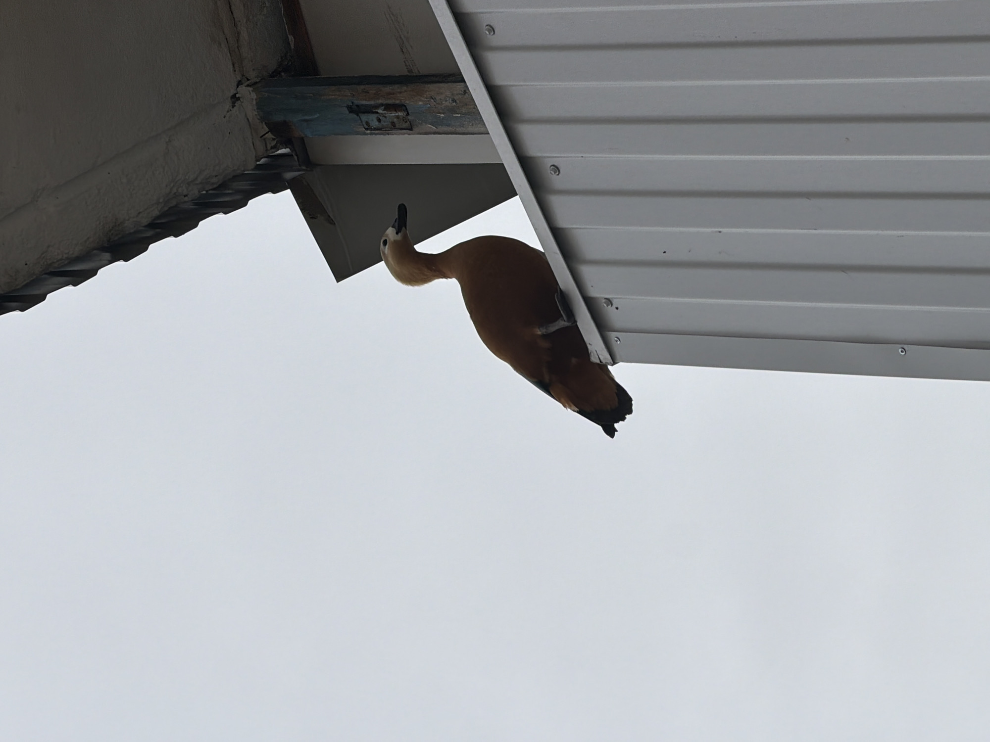 A ruddy shelduck is perched upside down under the eaves of a building in Khimki, Russia. The bird is brown with a black tail and a light-colored head. It is clinging to the underside of the eave, which is made of gray corrugated metal. The sky is overcast and gray.