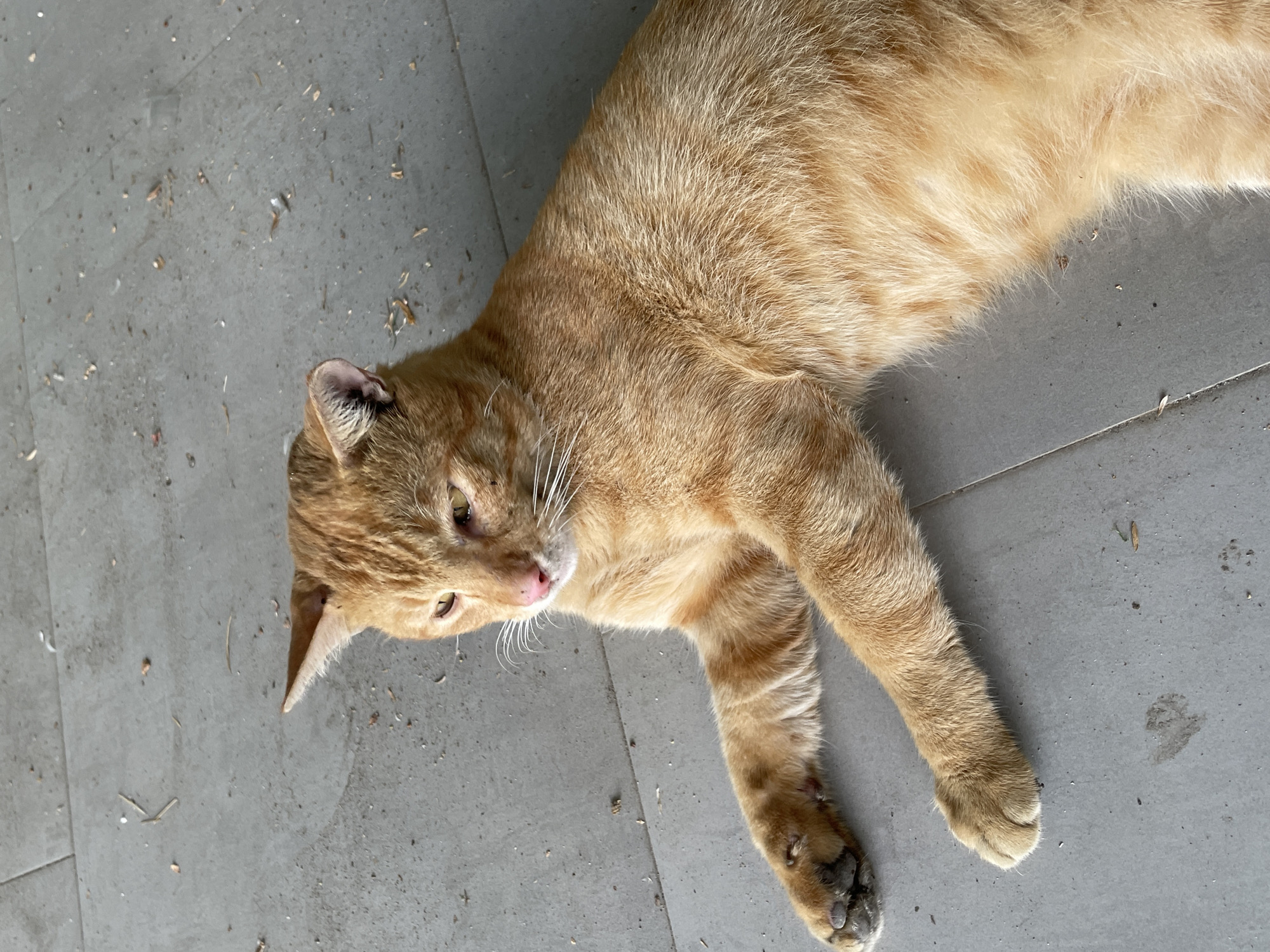 An orange tabby cat lies on a gray tiled floor, its body angled towards the right of the frame. The cat is facing left, with its head turned slightly down and to the side, revealing its right ear and the left side of its face. Its eyes appear partially closed. One front paw is extended forward, with its claws slightly visible. The floor is speckled with small debris, including what appear to be bits of straw and dust. Faint paw prints are visible on the tiles in the lower portion of the image. The lighting suggests an outdoor or well-lit indoor environment.