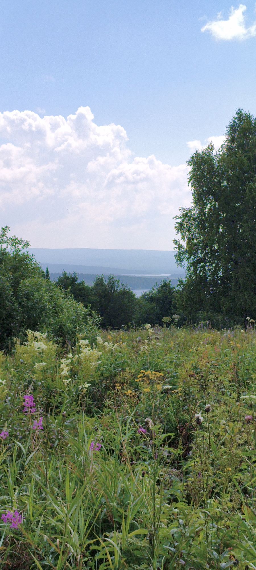 A vertical, high-angle shot captures a landscape with a foreground of lush, wild vegetation and a background of distant trees and a body of water under a bright, cloudy sky. The vegetation in the foreground is dense and varied, featuring tall grasses, wildflowers in shades of pink, yellow, and white, and other green plants. A large birch tree with dense foliage is visible on the right side of the frame, its branches reaching towards the sky. In the distance, a hazy view of a forest gives way to a muted, blue body of water, likely a lake, with a soft, layered horizon. The sky is a pale blue, dotted with large, fluffy white clouds, particularly on the left side of the frame. The overall impression is one of a natural, serene, and possibly remote environment. The scene is consistent with the natural landscapes found in the vicinity of Lake Zyuratkul, a large freshwater lake located in the Zyuratkul National Park in the Chelyabinsk Oblast of Russia.