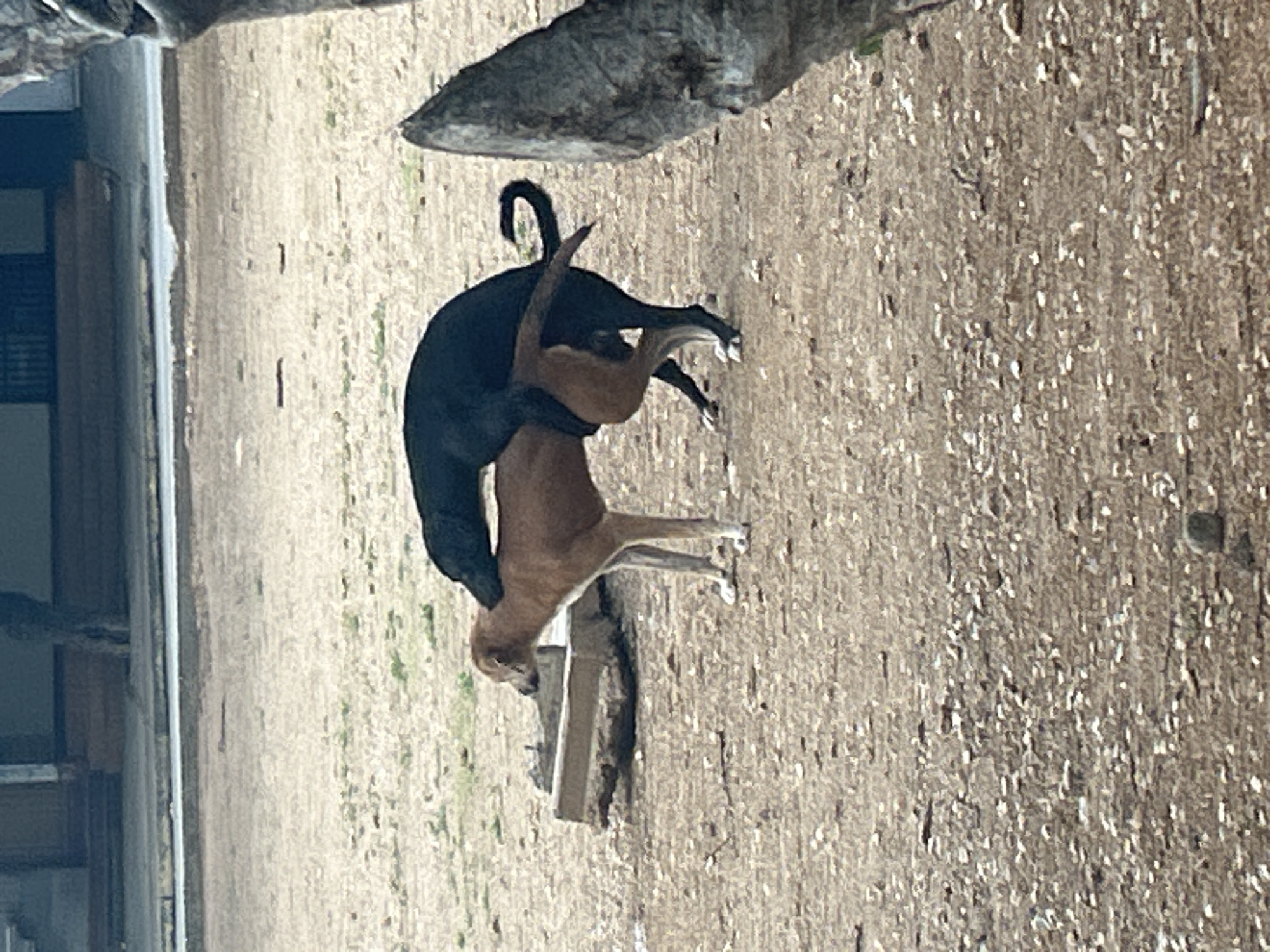 The image shows two dogs mating outdoors. One dog is black and the other is tan. They are on a dirt ground with some scattered rocks and debris. In the background, there is a building with stairs and a tree. A concrete structure, possibly a trough or planter, is visible to the left of the dogs. The image does not provide any specific information that would allow for its location to be determined as Santa Ana, Venezuela.