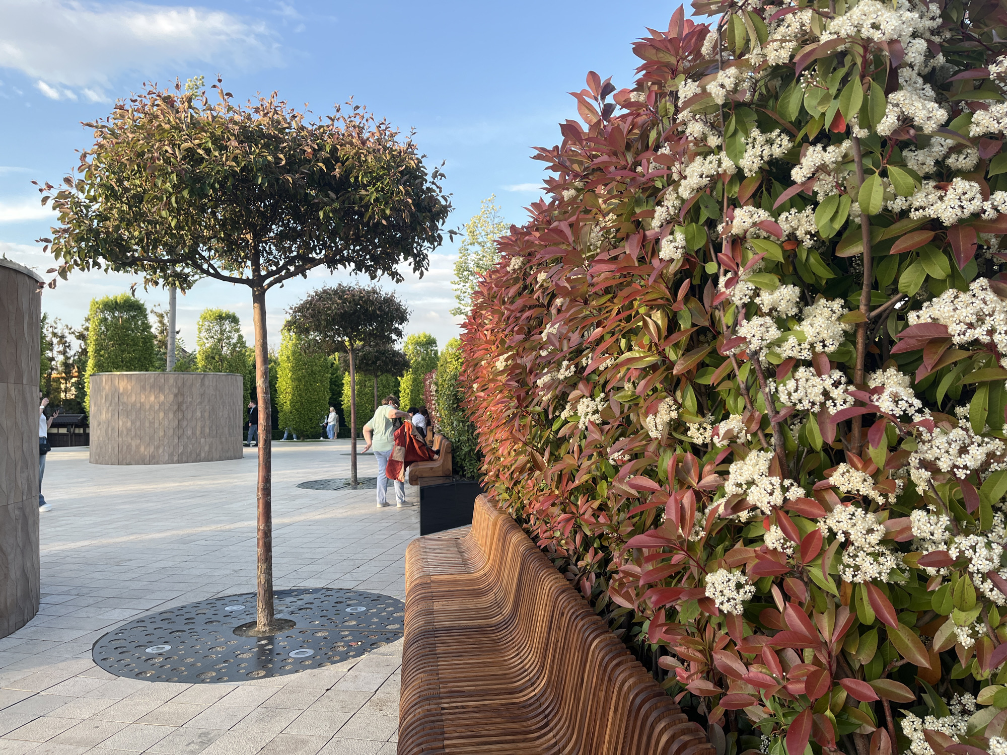 The image depicts a park-like setting in Krasnodar, Russia. The foreground features a curved wooden bench situated next to a high, flowering hedge with reddish-green leaves and clusters of small white flowers. A small, round-topped tree stands to the left of the bench, set within a circular metal grate in the paved ground.
In the middle ground, more trees of similar style are spaced along a wide, paved walkway. Several people are visible on the walkway, including a woman in a red and white outfit walking near another person. To the left, a cylindrical structure made of gray stone is visible.
The background consists of a clear blue sky with scattered clouds. The overall lighting suggests it is daytime. The scene appears well-maintained and designed for leisure.