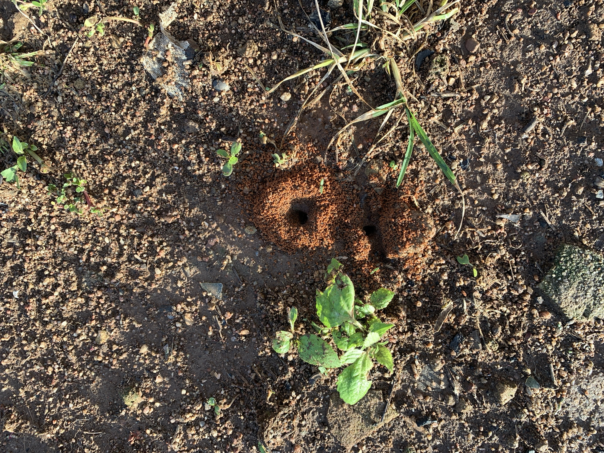 The image shows an overhead view of a patch of dry, dusty earth with scattered pebbles and some sparse vegetation. In the center of the frame, there is a prominent reddish-brown anthill with at least two visible openings. A small cluster of green plants with broad leaves is located to the left of the anthill. Dry grass and other plant debris are scattered throughout the scene. The lighting suggests it is daytime, with shadows cast across the ground. The location is Kuru Karama, Nigeria.