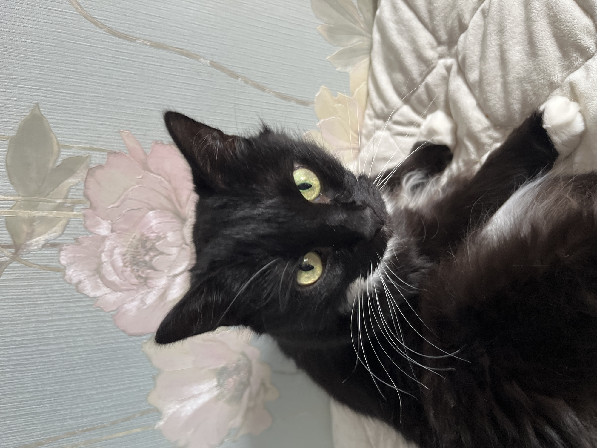 This is a medium shot, eye-level photograph of a black and white cat with green eyes. The cat is lying down on a quilted, cream-colored surface, possibly a bed or blanket. Its front paws are visible, one of which has a white sock-like marking. The cat's whiskers are long and white. Behind the cat, the background features light blue wallpaper with a floral pattern of large, stylized pink and white flowers. The image is well-lit, with the cat's face being the primary focal point. There are no people or other animals present. The scene appears to be indoors, in a domestic setting. There is no information available to determine the location in the city of Ivanteyevka, Russia.