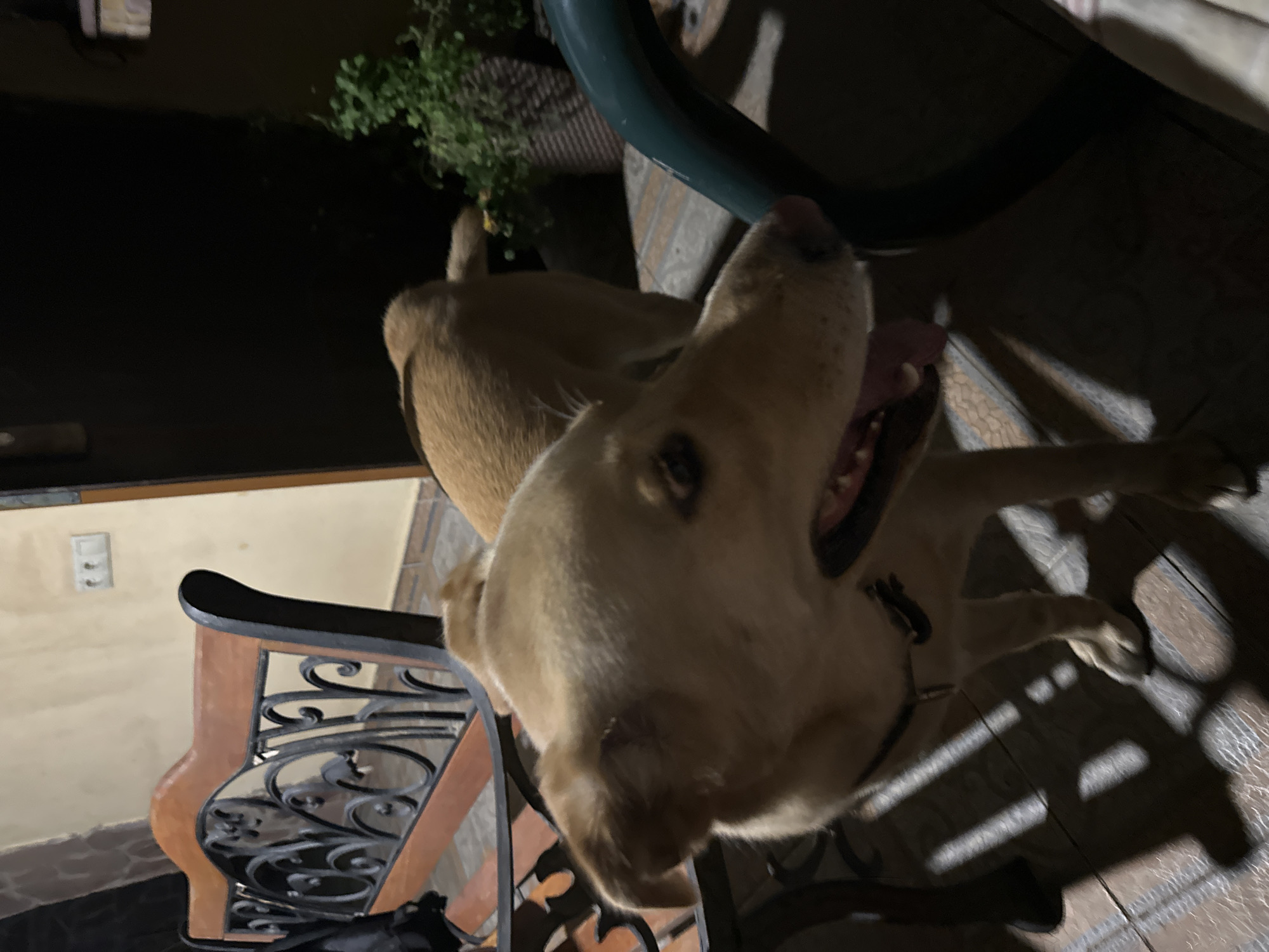 A light brown dog stands on a tiled patio at night. The dog's mouth is open, and its tongue is visible. In the background, there is a wooden bench with ornate metalwork and a potted plant. The scene is dimly lit, with light casting shadows on the ground. The location is not specified in the image.
