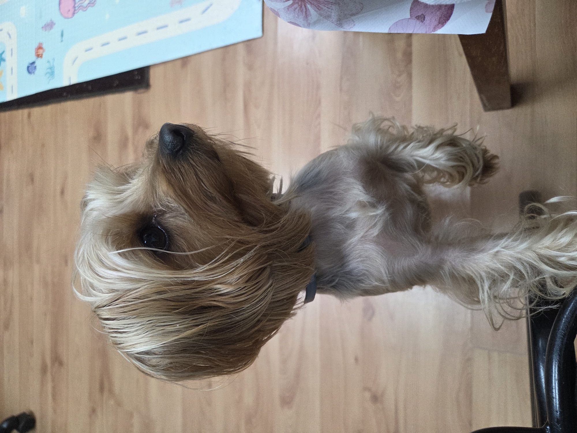 An indoor scene in Burgas, Bulgaria, depicts a Yorkshire Terrier dog standing upright on its hind legs on a light-toned laminate wood floor. The dog features a groomed coat, with longer blonde and light brown hair on its head, partially obscuring its left eye, and shorter, lighter-colored fur on its body. It wears a thin, dark grey collar. The dog's head is turned slightly to the right, and its dark eyes are directed upwards. To the lower left, a curved, black, glossy element, consistent with an armrest of an office chair, is partially visible. In the background to the right, a segment of a light blue children's playmat, patterned with cartoon marine life and road lines, is visible on the floor. Adjacent to the mat on the far right, a light-colored fabric with a pink floral pattern and a light brown wooden furniture leg are partially present.