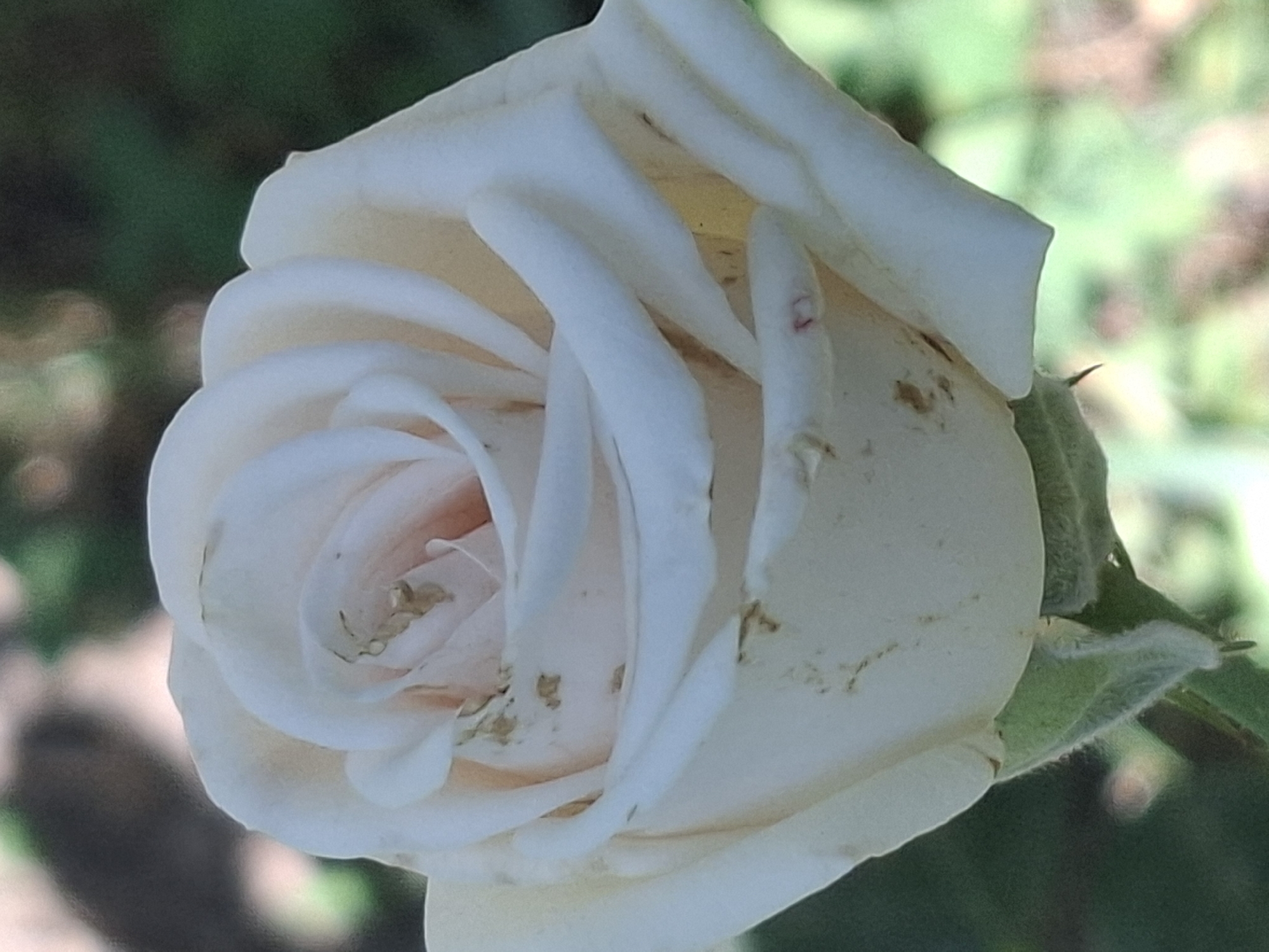 A close-up, eye-level, vertical shot captures a pale cream rose in bloom. The rose is the central subject, with its delicate petals unfurling towards the viewer. Some petals show slight browning or discoloration, hinting at the natural aging process of the flower. The background is softly blurred, suggesting an outdoor environment with lush greenery and hints of sunlight. The depth of field is shallow, drawing all attention to the intricate details of the rose. The image is well-lit, highlighting the subtle variations in color and texture of the petals. There are no people or any other objects or animals visible in the frame. The scene appears to be a serene garden setting, possibly in the city of Almaty, Kazakhstan, where such roses might be cultivated in parks or private gardens.