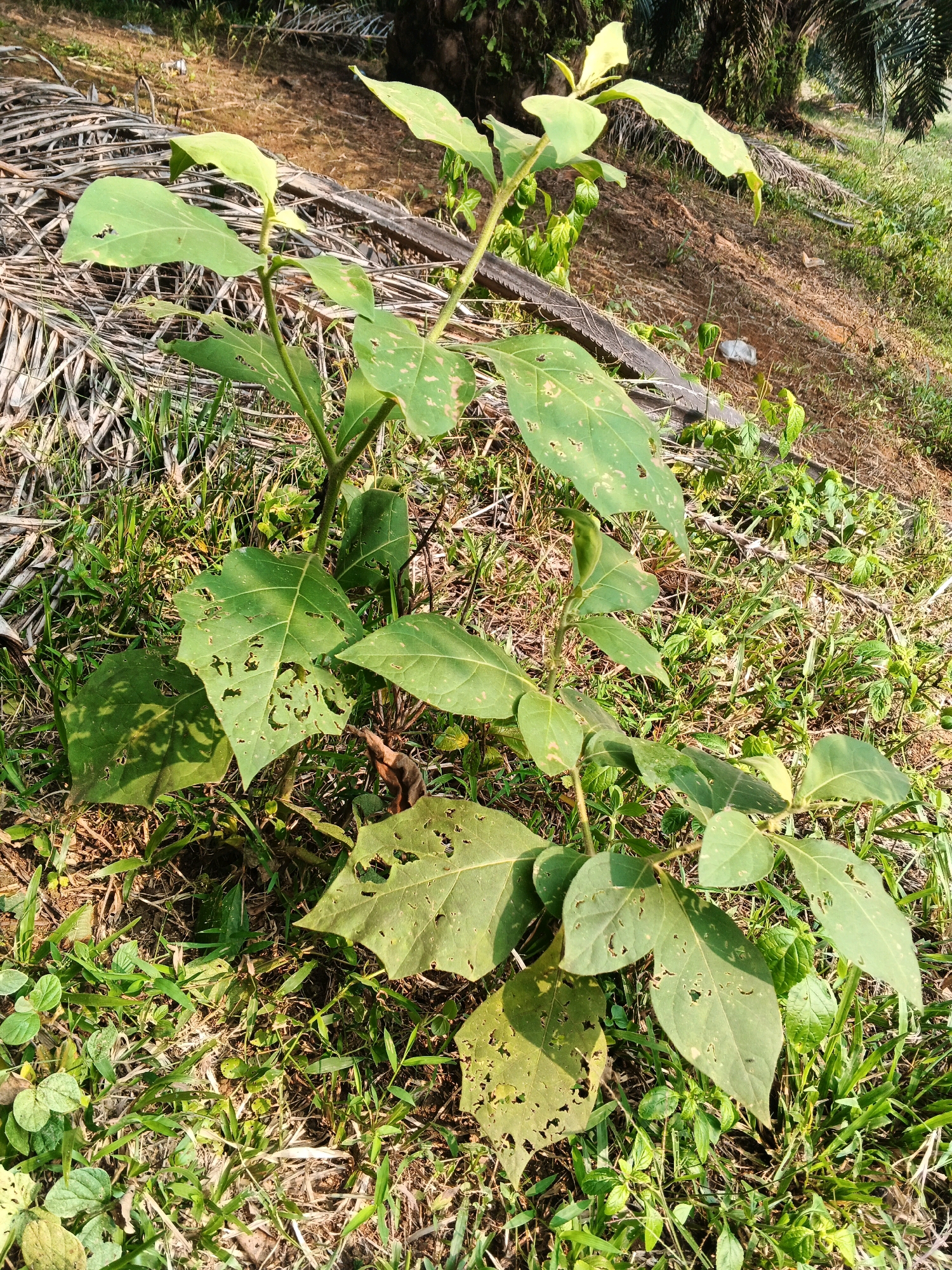 In the city of Batu Ejung, Indonesia, a young, green plant with several large, damaged leaves stands in dry, brown soil and sparse green grass. The leaves are a vibrant green, but many are perforated with holes, suggesting insect activity or disease. The plant has a thin, central stem branching out to support the leaves. In the background, the dry, fallen fronds of a palm tree lie on the ground, creating a textured layer beneath the plant and grass. Further back, the darker foliage of more palm trees can be seen, casting shadows and adding depth to the scene. The overall environment appears somewhat neglected, with evidence of natural processes like decay and plant damage. There are no people or animals visible in the frame. The lighting suggests it is daytime, with sunlight illuminating the plant and casting shadows on the ground.
