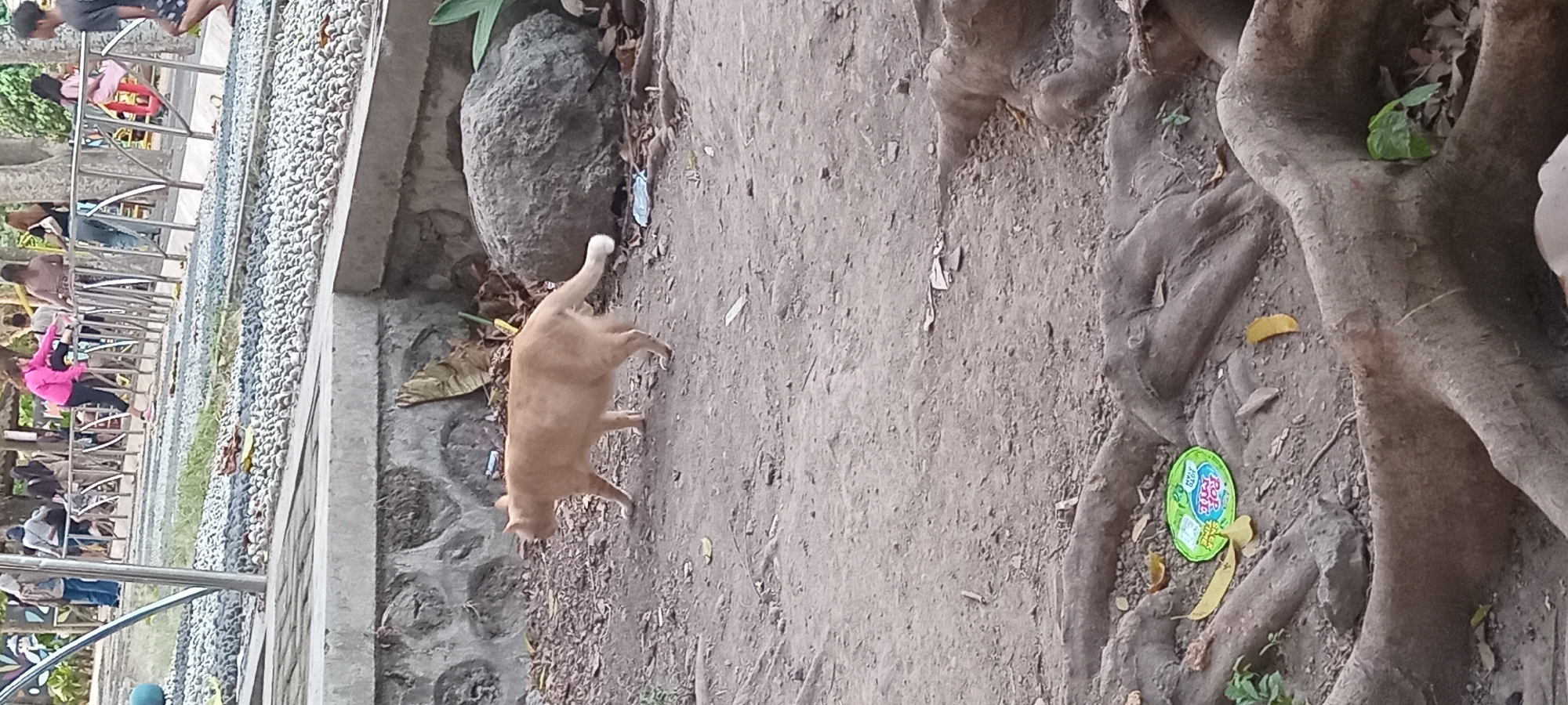 An orange cat walks across a sandy ground near a concrete wall in Mataram, Indonesia. The cat is facing left and its tail is up. In the background, several people are visible near a metal railing. The ground is covered with small stones and dirt. There are also tree roots visible in the foreground.