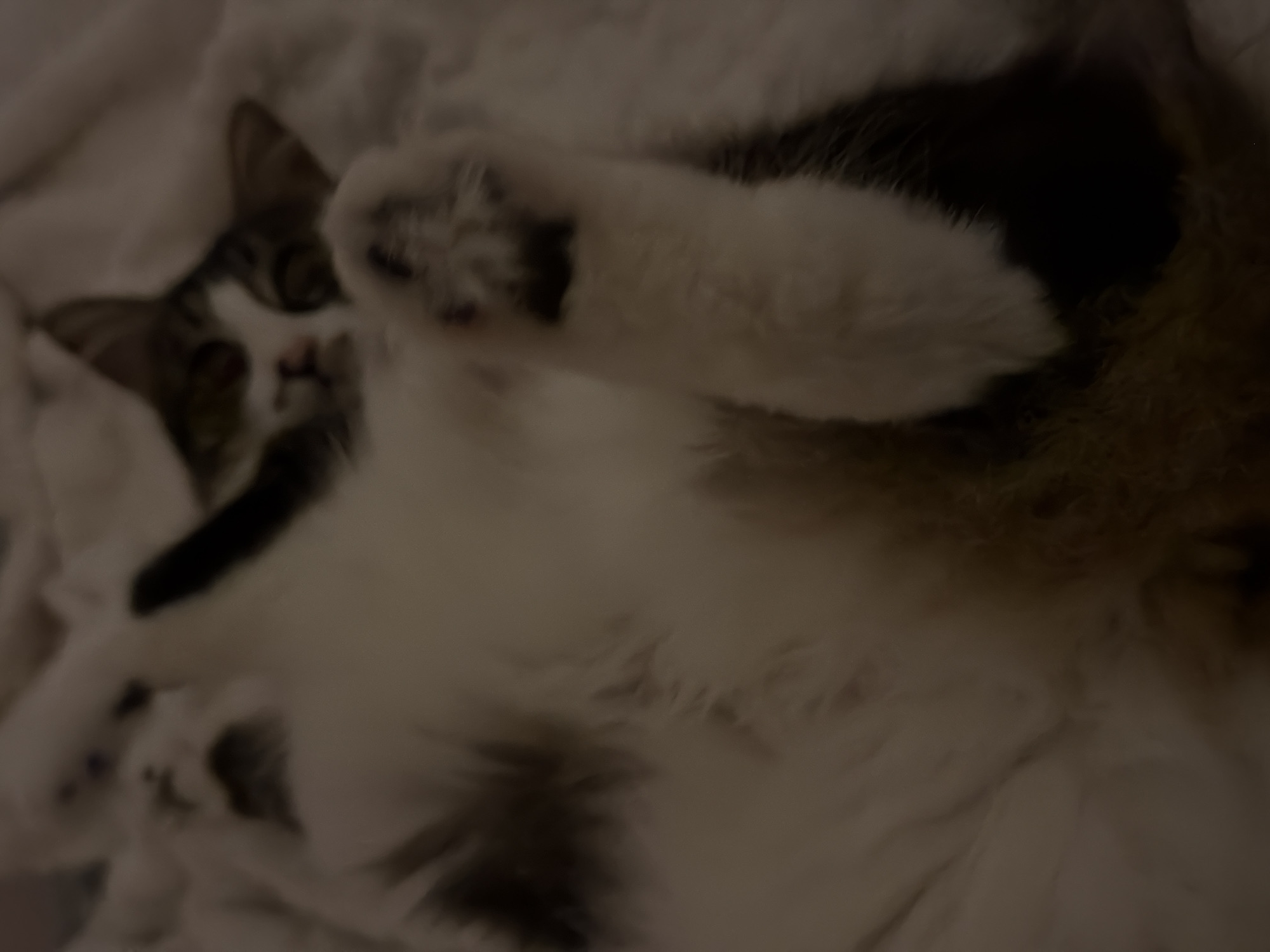 A blurry photo shows a cat lying on a white surface, likely a bed or blanket. The cat is primarily white with dark patches. It has one paw raised, obscuring some of its face. The environment is indistinct. There is no indication of the location being in Bat Yam, Israel.