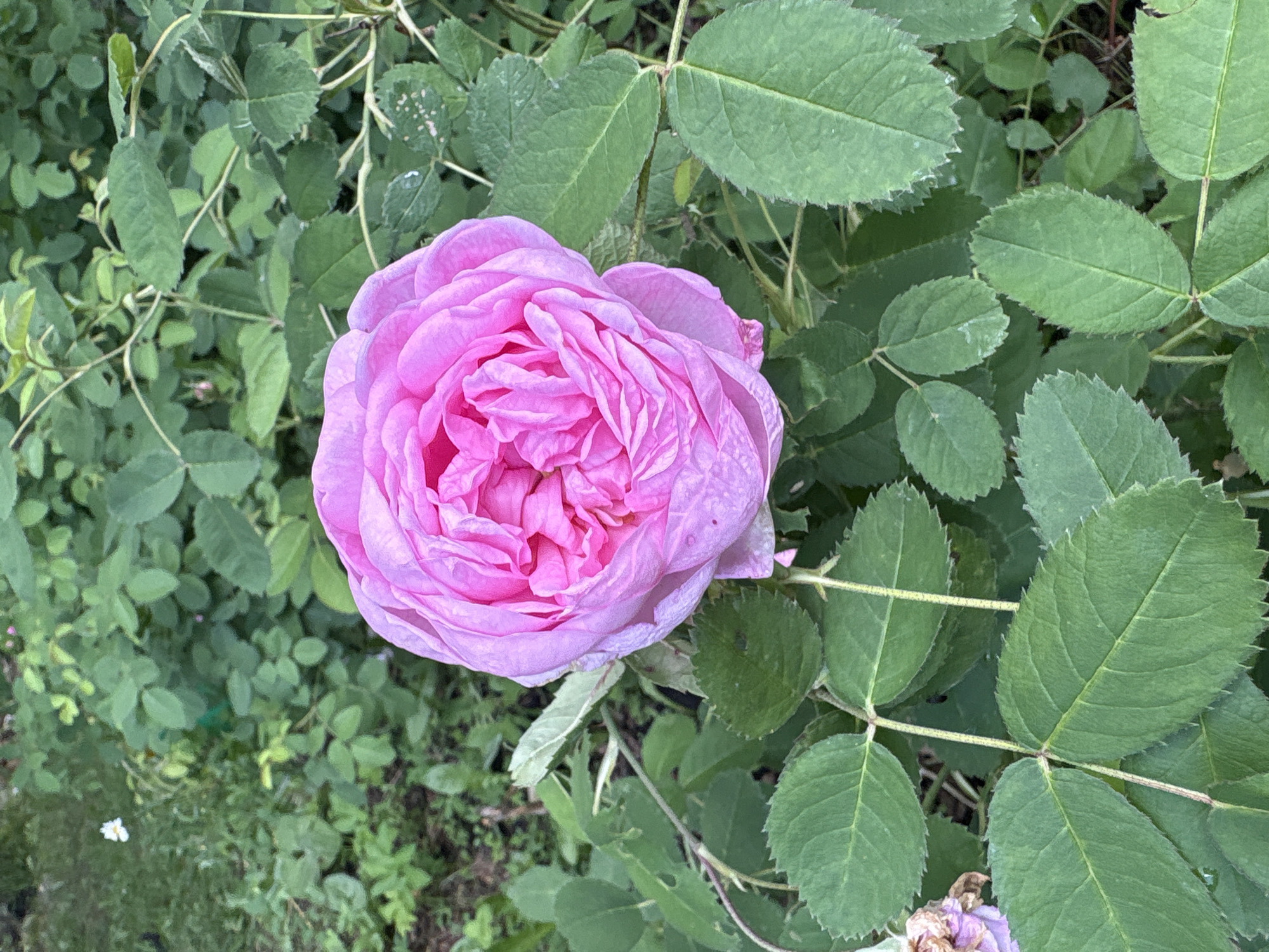 A close-up, overhead shot captures a fully bloomed, vibrant pink rose in the foreground, nestled amongst lush green foliage. The rose's petals are densely packed, displaying a rich, velvety texture and subtle variations in shade. Surrounding the rose are numerous dark green leaves, some showing serrated edges and prominent veins. The background consists of a blur of more green foliage, suggesting a garden setting. A small, white flower is visible in the upper left quadrant, providing a stark contrast to the dominant pink and green hues. The overall scene is peaceful and natural, with no discernible human presence. The location is identified as Dubrovino, Russia.