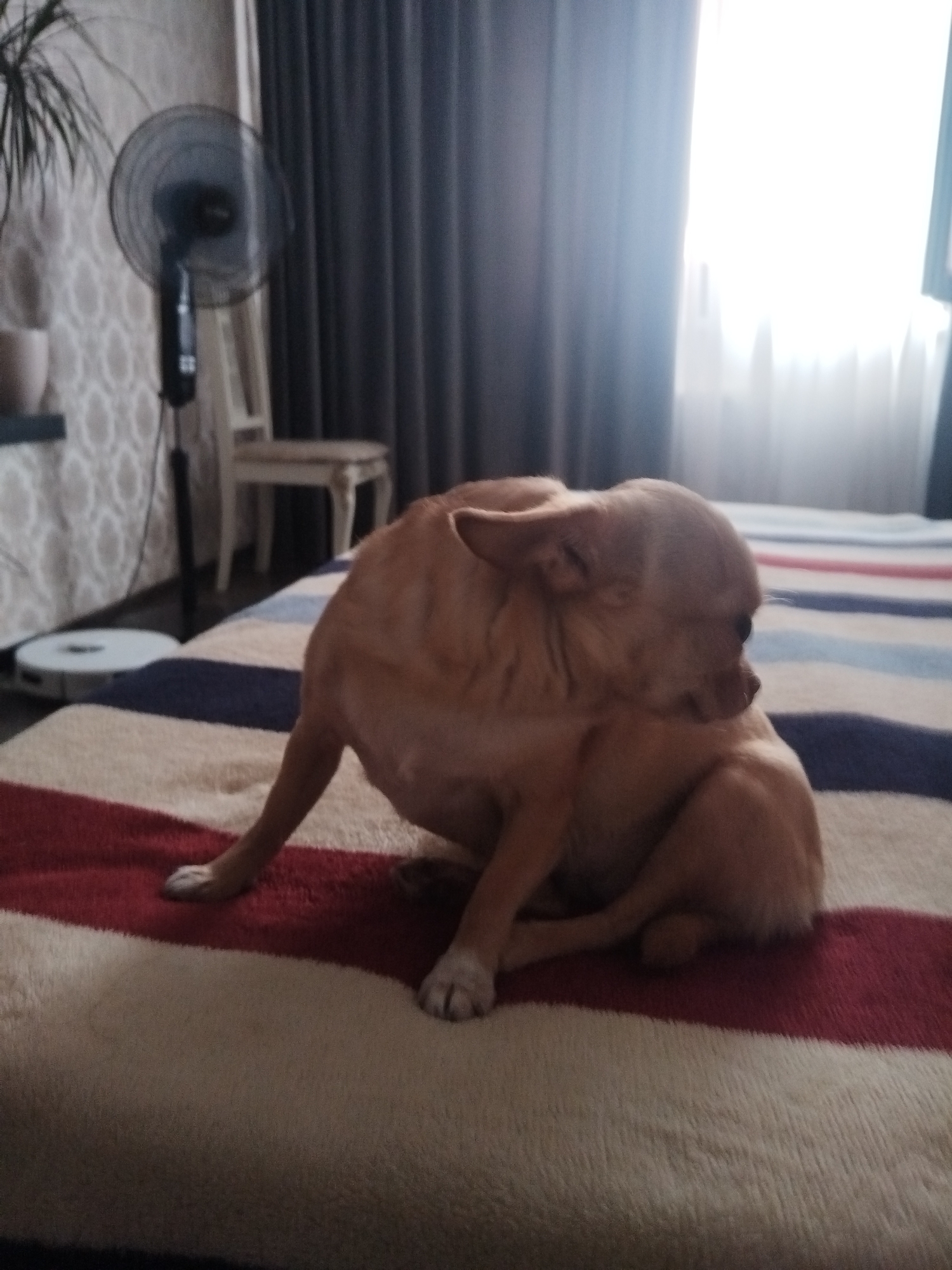 A small, light brown dog with large ears sits on a bed covered with a striped blanket. The dog is facing to the right and is curled up with its head turned back. The blanket has horizontal stripes of red, white, and blue. In the background, a window with sheer white curtains is visible, letting in bright daylight. To the left of the window, dark gray curtains hang. Further to the left, a black oscillating fan is positioned on the floor. A pale wallpaper with a subtle pattern covers the wall behind the fan. A portion of a white chair with decorative legs is visible near the fan. A round, white robotic vacuum cleaner is also on the floor near the fan. The overall scene appears to be a bedroom.