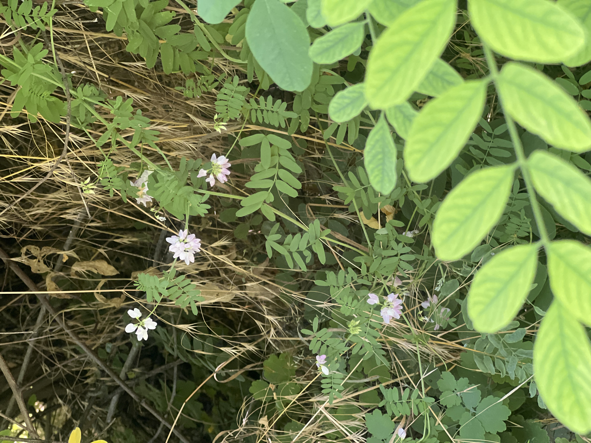 A close-up, eye-level shot captures a patch of greenery and dry grass, likely in Bârnova, Romania. The foreground is dominated by large, out-of-focus lime-green leaves. Behind these, a tangle of thin, dry grass stalks rises vertically, interspersed with vibrant green foliage. Several small, delicate flowers are visible amongst the leaves and grass. Two distinct types of flowers are present: one with five white petals arranged in a cross shape, and another with clusters of pale pink petals. The background is a blurred, dark mass of vegetation and branches. No people or animals are present.