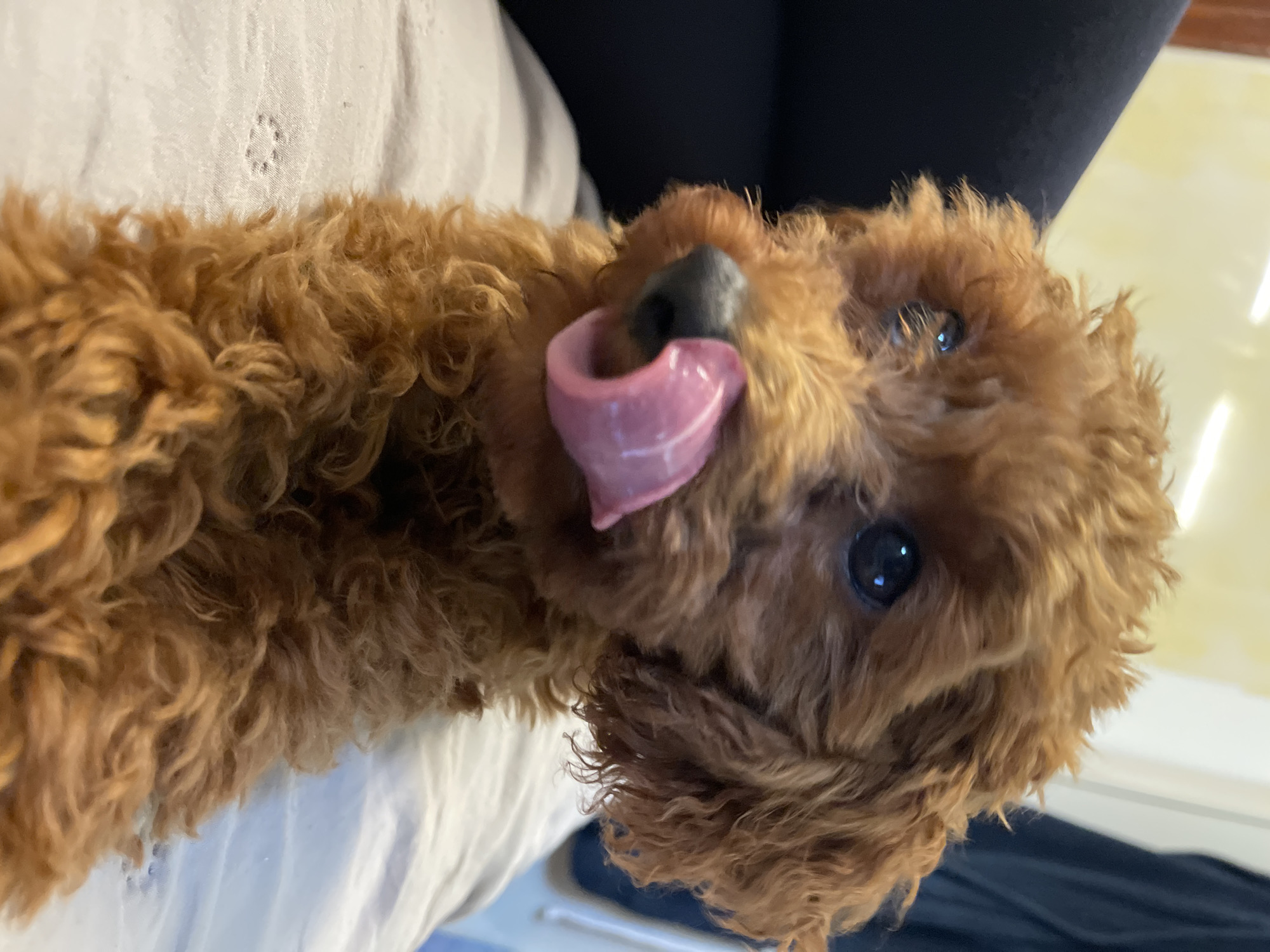 The primary subject of this close-up, rotated image is a playful, small, fluffy brown dog, likely a poodle or doodle mix. The dog is looking directly at the camera with bright, dark eyes, its pink tongue extended outwards from its mouth, suggesting a moment of curiosity or playful interaction. Its fur is a rich reddish-brown, characterized by tight curls that frame its face. The dog's black nose is clearly visible above its extended tongue.
In the foreground and partially in the background, a light-colored, textured fabric, possibly a blanket or bed sheet, is visible. Behind the dog, a dark fabric, resembling a person's clothing (such as a trouser leg or sleeve), is present, indicating the dog is likely resting on or near a person. A faint yellowish-cream surface, possibly a wall or furniture, can be seen in the upper background, confirming an indoor setting.
The lighting is soft and even, highlighting the dog's features and fur texture, and giving its eyes a lively, reflective quality. The overall mood conveyed is one of warmth, affection, and playfulness. There is no visible text in the image. The scene appears to take place indoors, in a comfortable home environment in Sofia, Bulgaria.
