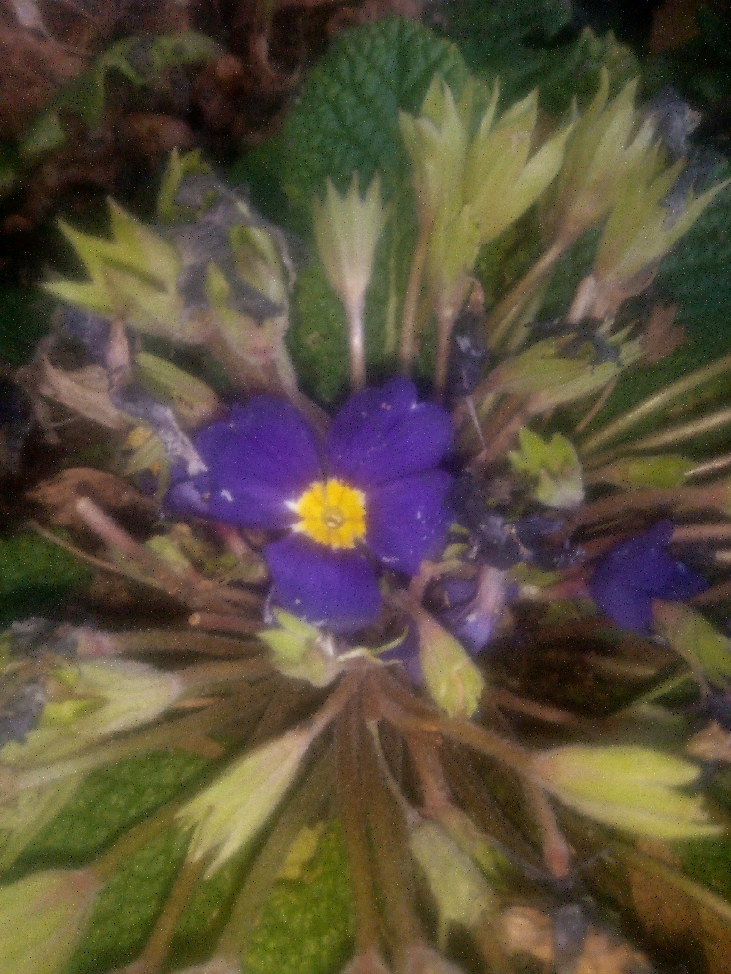 A close-up, slightly blurry shot showcases a cluster of purple primroses with yellow centers, possibly in a garden setting within the city of Bethlehem, South Africa. The flowers are surrounded by green leaves and some dry, brown foliage, suggesting a natural or cultivated outdoor environment. The focus is on the delicate petals and the vibrant colors of the blossoms, hinting at a spring or early summer bloom. No people are visible in the image, and the overall impression is one of natural beauty.
