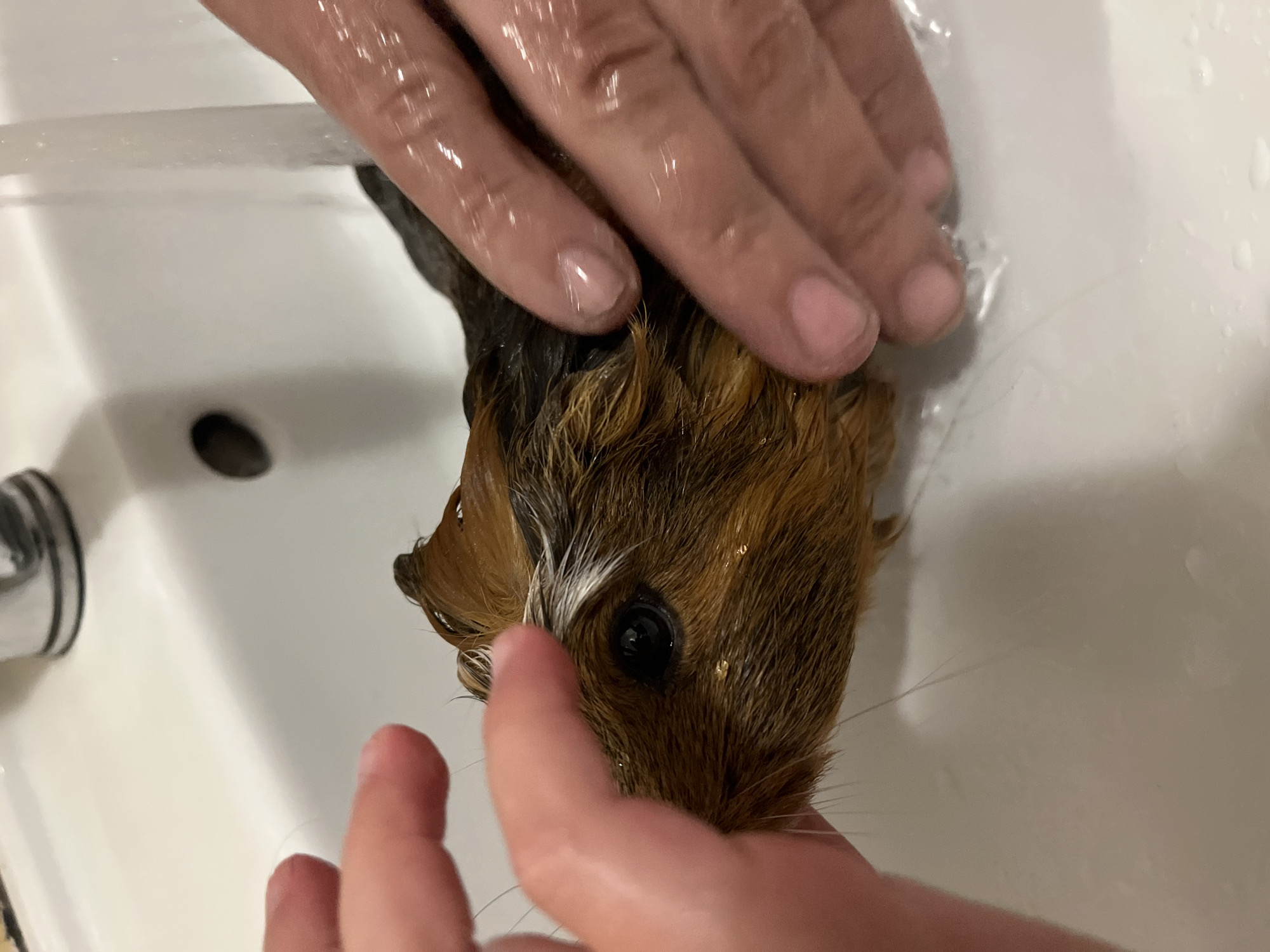 A guinea pig is being bathed in a white ceramic sink. Water is running from a faucet, and two sets of hands are gently holding and washing the guinea pig. The guinea pig has brown and black fur, with some white markings around its eye and on its forehead. The sink is clean and appears to be in a bathroom. The overall scene is one of care and gentle handling.
