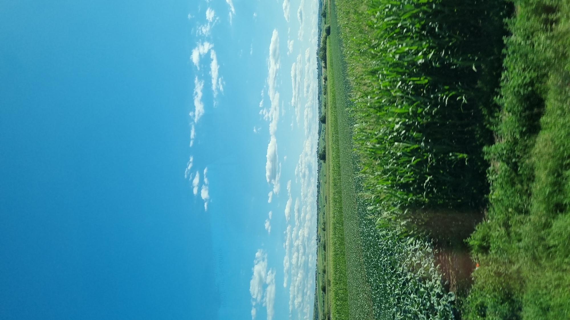 The image depicts a vast agricultural landscape under a clear blue sky dotted with scattered white clouds. In the foreground and middle ground, there are fields of green crops, primarily corn, with rows of taller plants on the right and shorter, denser foliage on the left. The distant horizon shows rolling hills dotted with trees and some scattered buildings, suggesting a rural setting. The scene appears to be a sunny day, likely in the summer or early autumn when crops are mature. The location is identified as Milișăuți, Romania.
