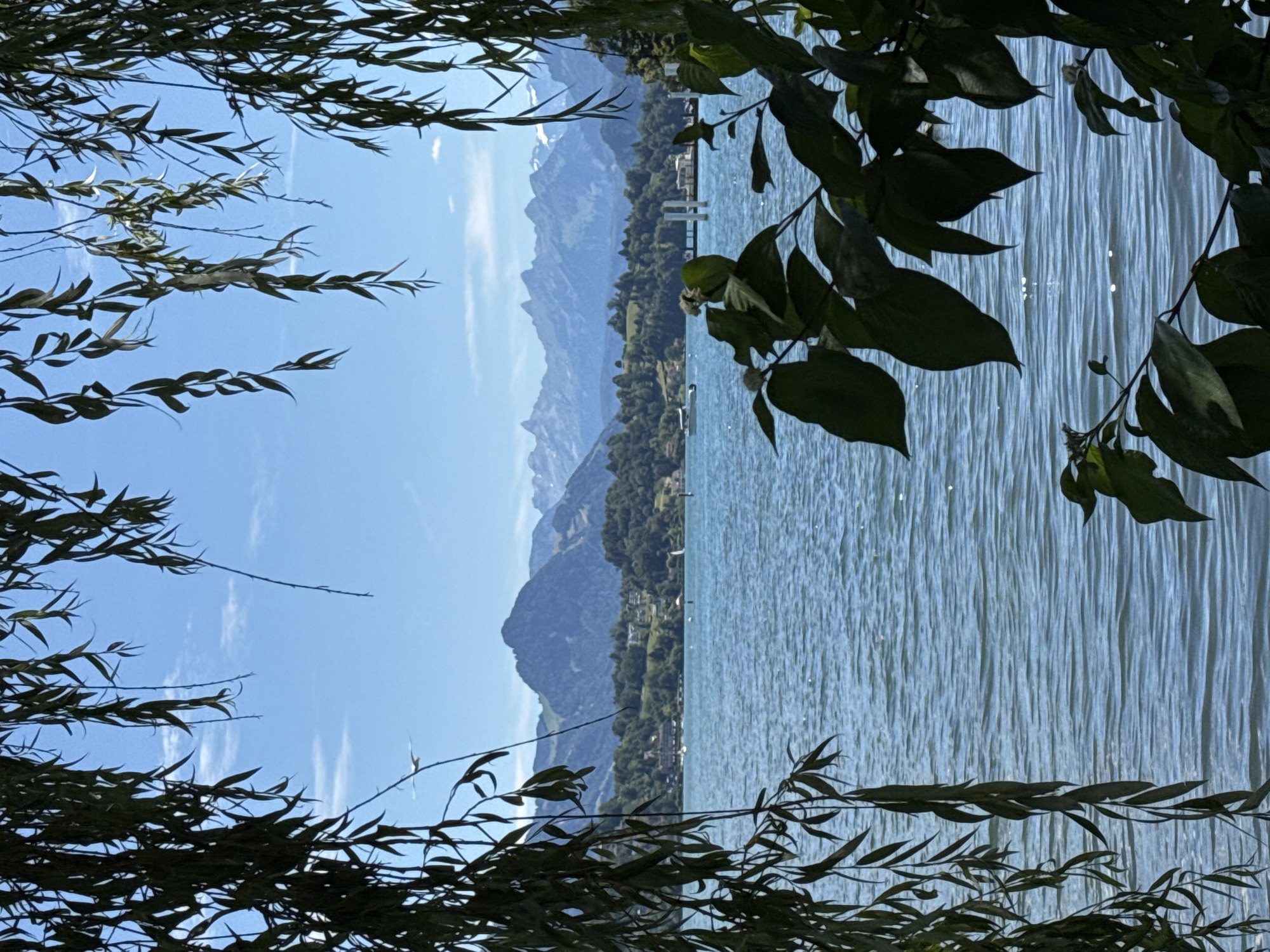 This is a photograph of a lake scene framed by tree branches, likely taken on a sunny day in Lucerne, Switzerland. The foreground features dark green foliage from weeping willow-like trees, with long, slender leaves hanging down from the top and branches in the lower right corner. Beyond the foliage, a calm, blue lake stretches across the mid-ground. The surface of the water is textured with gentle ripples, reflecting the bright blue sky.
In the distance, a lush green shoreline is visible, dotted with trees and some buildings, suggesting a lakeside town or development. Further beyond the shoreline, a range of majestic mountains rises, their peaks sharp and some capped with snow. The sky is a clear, vibrant blue with a few wispy white clouds. Several boats, including a small white motorboat and a sailboat, are visible on the water. The overall impression is one of natural beauty and tranquility, typical of a Swiss lakeside landscape.