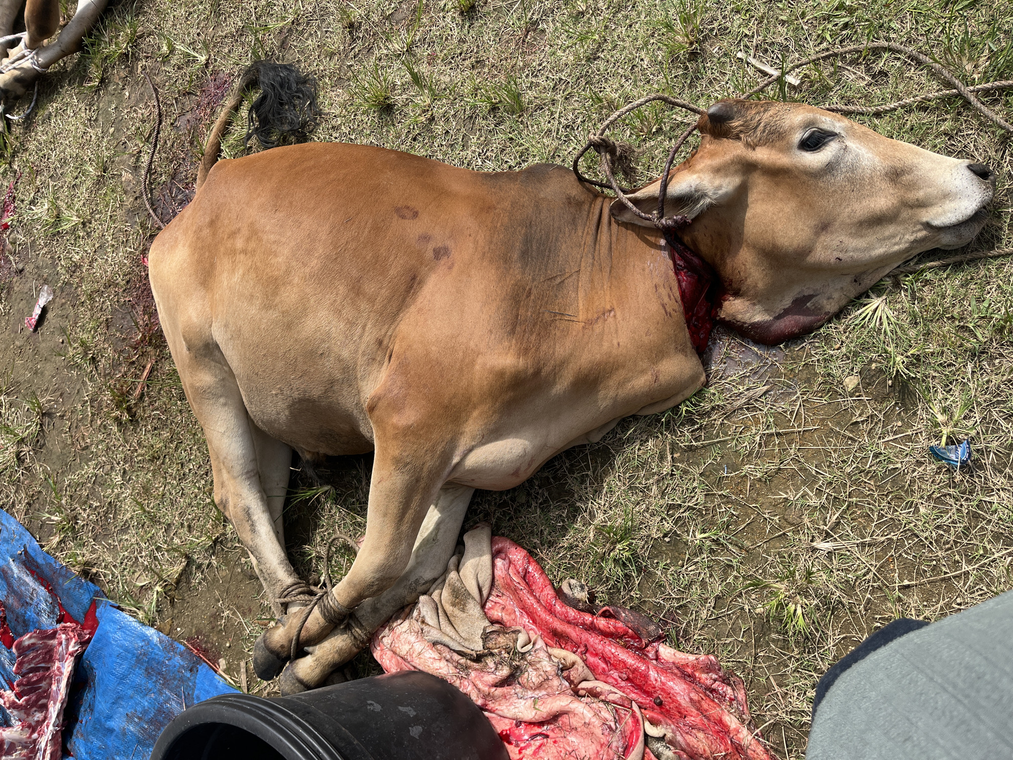 Location: Paya Geli, Indonesia.
Scene: A dead, brown cow lies on the ground, likely grass or dirt. Its legs are bound together with rope. A rope is also tied around its neck. There is a large, open wound around the cow's neck with visible blood. The cow's head is resting on the ground. Visible near the cow are portions of internal organs. To the lower left, sections of ribs/meat are visible on a blue tarp. A dark container is also present. There is a partial view of a person to the lower right corner of the frame.