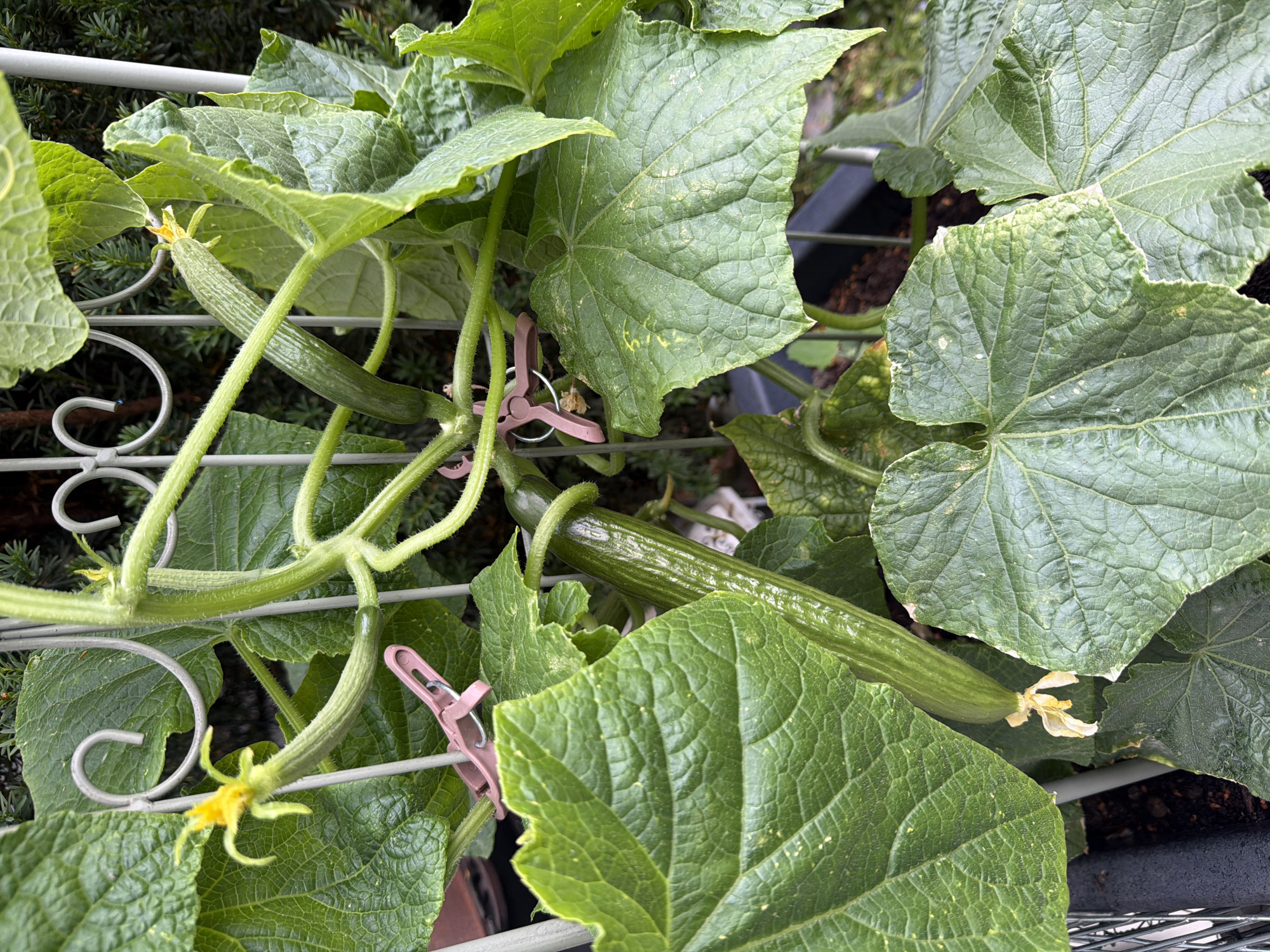 This is a close-up, eye-level, outdoor, medium shot of a cucumber plant growing on a trellis in Poing, Germany. The plant is green and leafy, with a trellis supporting its vines. There are two small cucumbers growing on the plant, one with a yellow flower still attached. There are also two pink clips on the trellis, possibly used to secure the vines. The background is out of focus, showing some greenery and a hint of a dark container. The lighting is natural, suggesting it is daytime.
