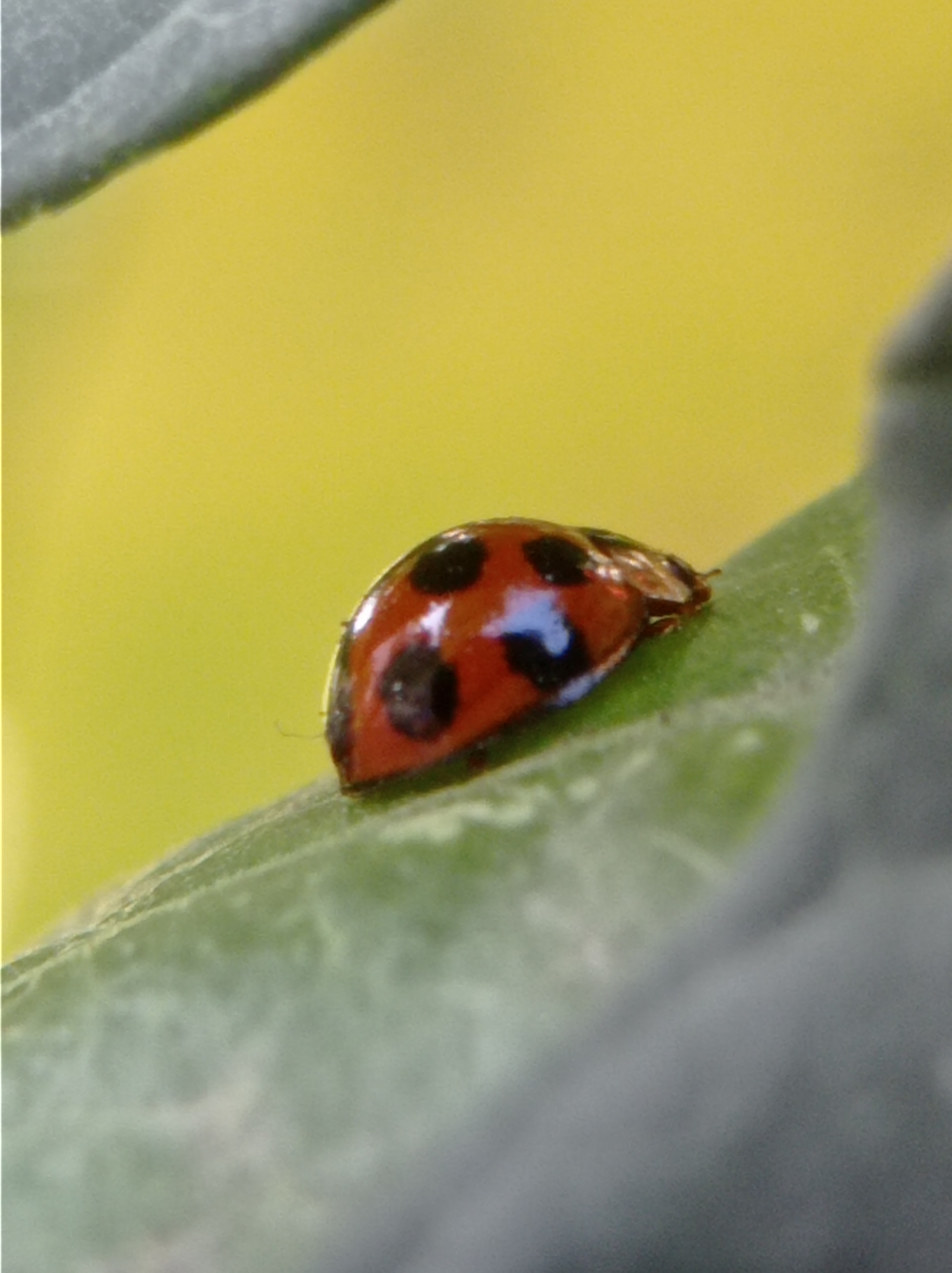 A close-up, eye-level, shallow depth of field shot captures a ladybug on a green leaf with a blurred yellow background. The ladybug, predominantly red with black spots and a slight blueish-white marking, is positioned diagonally across the leaf's surface. The leaf itself has a textured, slightly fuzzy appearance and shows some white speckling. The background is a soft yellow, indicative of sunlight or a yellow flower, with darker, out-of-focus foliage in the upper left and lower right corners. The image is likely taken in Mulyoagung, Indonesia, during daylight.