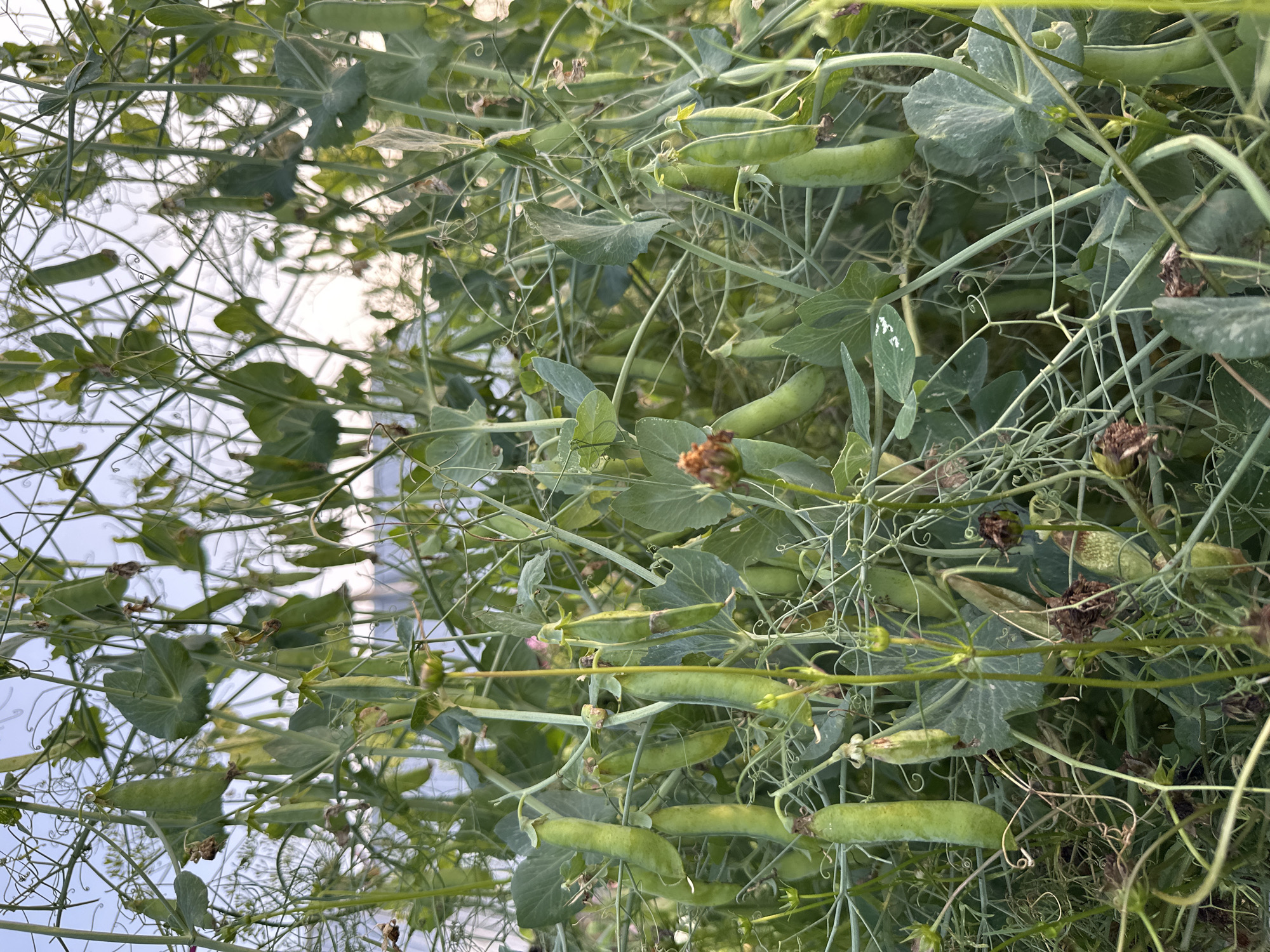 This is a close-up, eye-level shot of a pea plant growing outdoors. The plant is lush and green, with many pods visible, some partially obscured by leaves and tendrils. The pods vary in size and ripeness, with some appearing plump and full, while others are smaller and less developed. The background is blurred and out of focus, suggesting the photo was taken in natural light with a shallow depth of field. The environment appears to be a garden or agricultural setting, with other plants and foliage contributing to a dense, natural look. There are no people or animals in the image, and the focus is solely on the pea plant and its fruit. The image does not provide any specific details about the city of Среднее Кечево, Russia, beyond the fact that this is a common type of plant that could grow in that region.