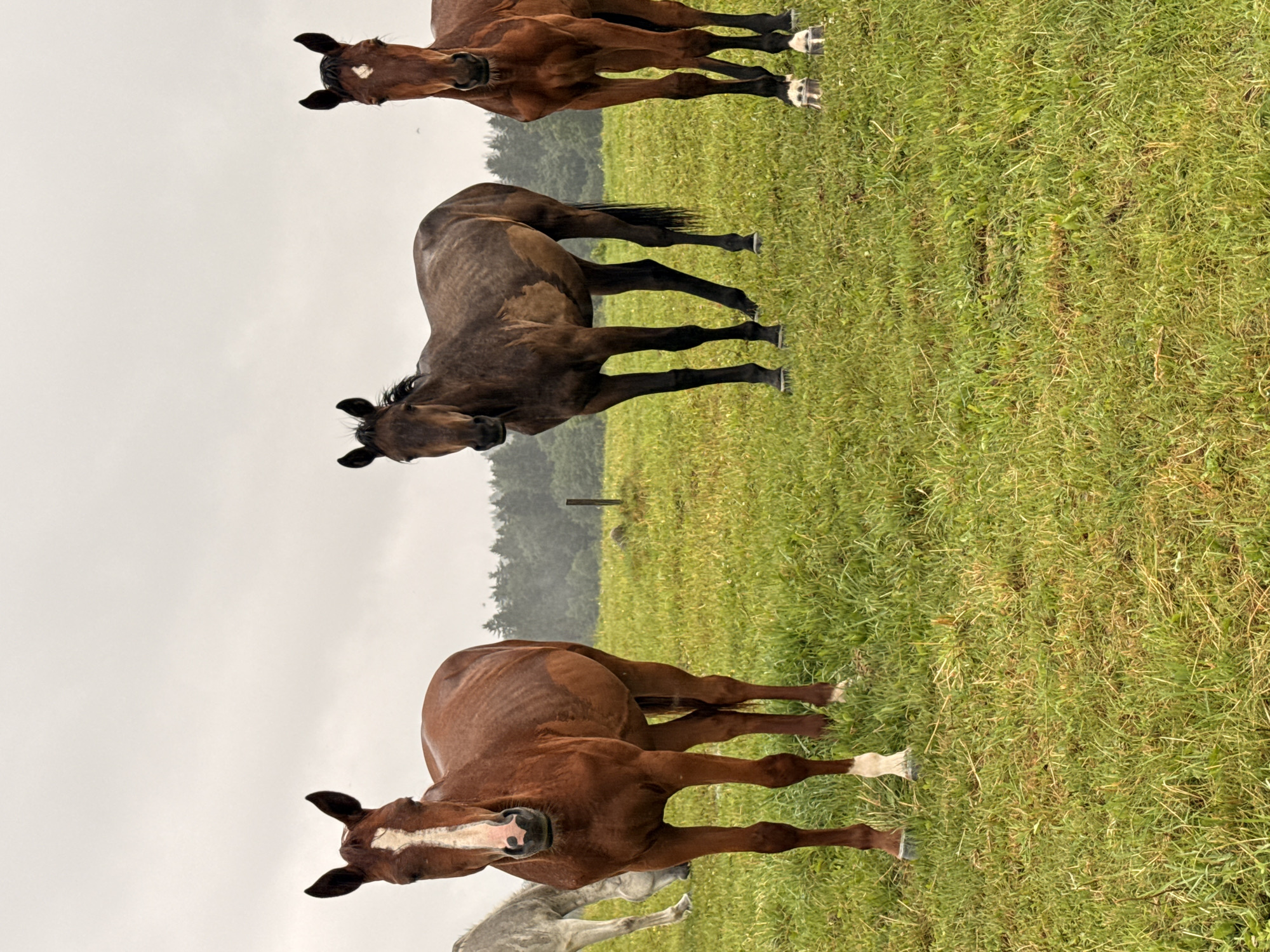 A herd of horses stands in a grassy field under a cloudy sky. The horse in the foreground on the left is a chestnut color with a white blaze down its face and white socks. To its right is a dark brown horse. Further to the right, a chestnut horse stands facing the viewer. In the background, a lighter colored horse is grazing. A line of trees is visible on the horizon. The location is a field in Galinė, Lithuania.