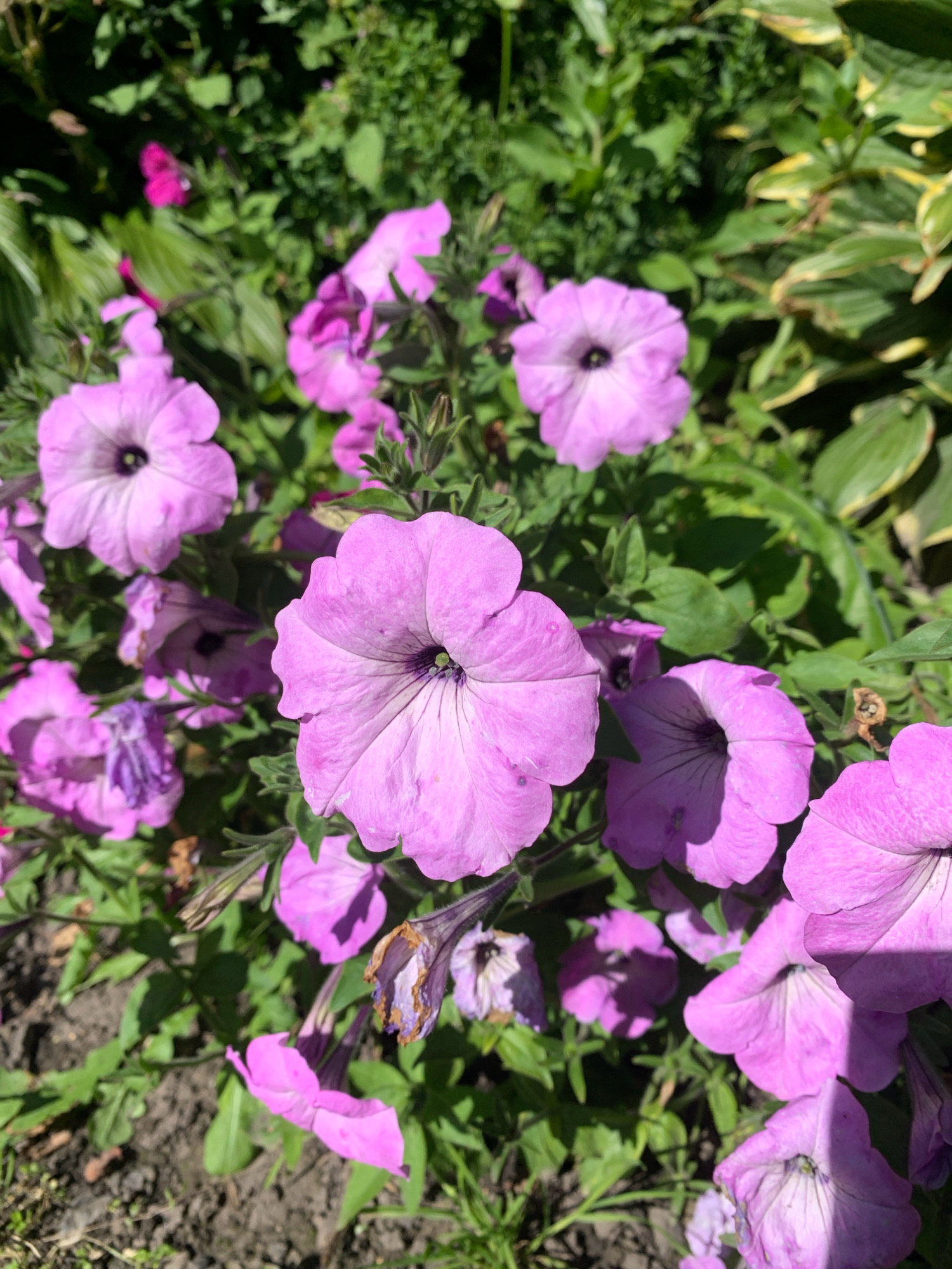 The image is a close-up, high-angle shot of a cluster of blooming pink petunias. The flowers are the primary focus, with their delicate petals and dark centers clearly visible. Some of the flowers are in full bloom, while others are partially open. The background consists of lush green foliage, suggesting an outdoor garden setting. The lighting indicates a sunny day, with shadows cast by the flowers and leaves. There is no indication of human presence or any urban elements that would specifically pinpoint the location to Novostroika, Russia, or any other city. The scene is purely naturalistic, depicting a vibrant floral display.