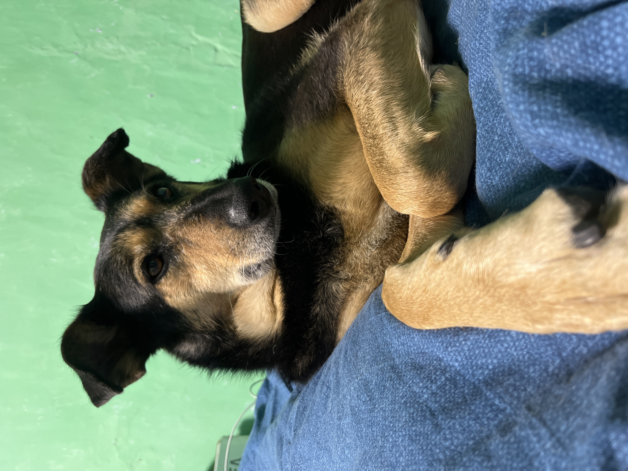 A tan and black dog is lying on a person's lap, against a green floor. The person is wearing blue denim pants. The dog has its legs crossed and is looking up at the camera. The scene is indoors. There is nothing to suggest that the photo was taken in the city of Nizhny Tagil, Russia.