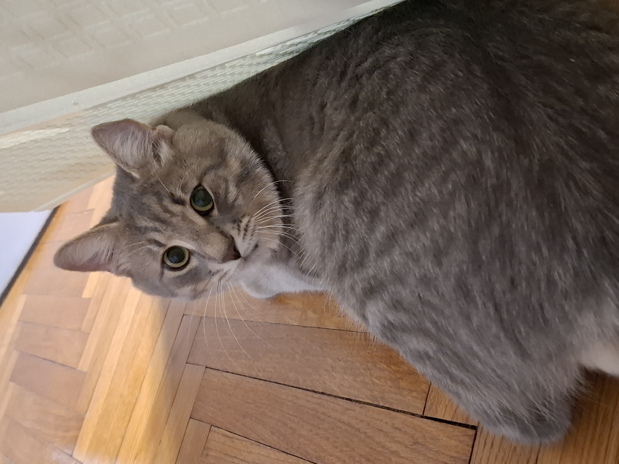 A domestic gray tabby cat with green eyes lies on a hardwood floor in Novi Sad, Serbia. The cat is positioned near a light-colored, possibly cream or white, upholstered surface, possibly a bed frame or sofa. The cat is looking towards the camera with a slightly curious expression. The hardwood floor consists of short, narrow planks arranged in a linear pattern.
