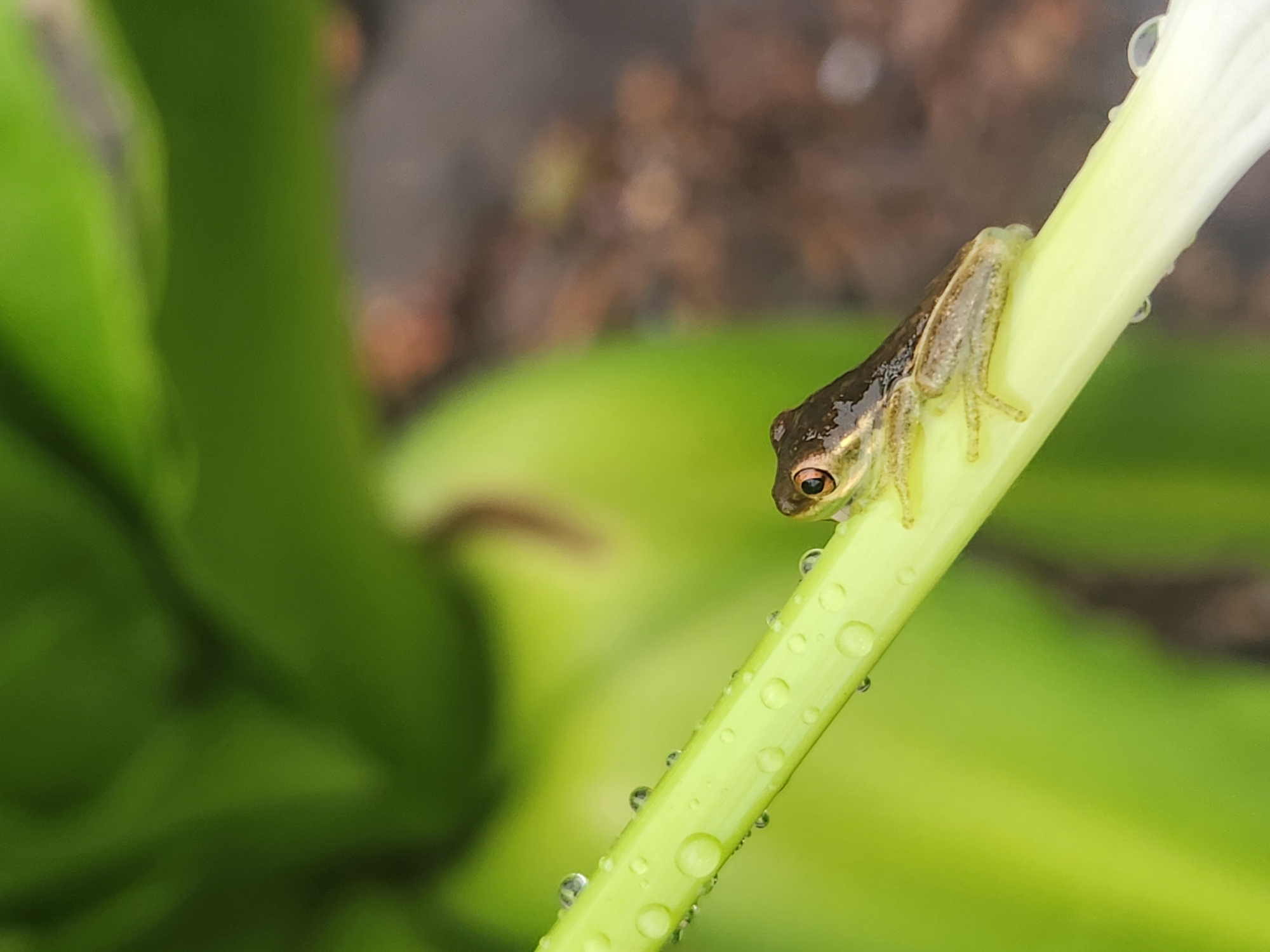 A macro photograph captures a small, brown-speckled frog perched on a vibrant green, dew-covered stalk, likely in a garden or natural setting in Altamonte Springs, United States of America. The frog is positioned in the lower right quadrant of the image, facing left, with its head slightly turned towards the viewer. Its eyes are dark and prominent, and its skin appears moist. The stalk it rests upon is smooth and angled, with numerous small water droplets clinging to its surface, reflecting the light. The background is a blur of soft green foliage and darker, indistinct shapes, suggesting an outdoor environment with ample vegetation. The focus is sharp on the frog and the stalk, creating a shallow depth of field that isolates the subject from its surroundings.