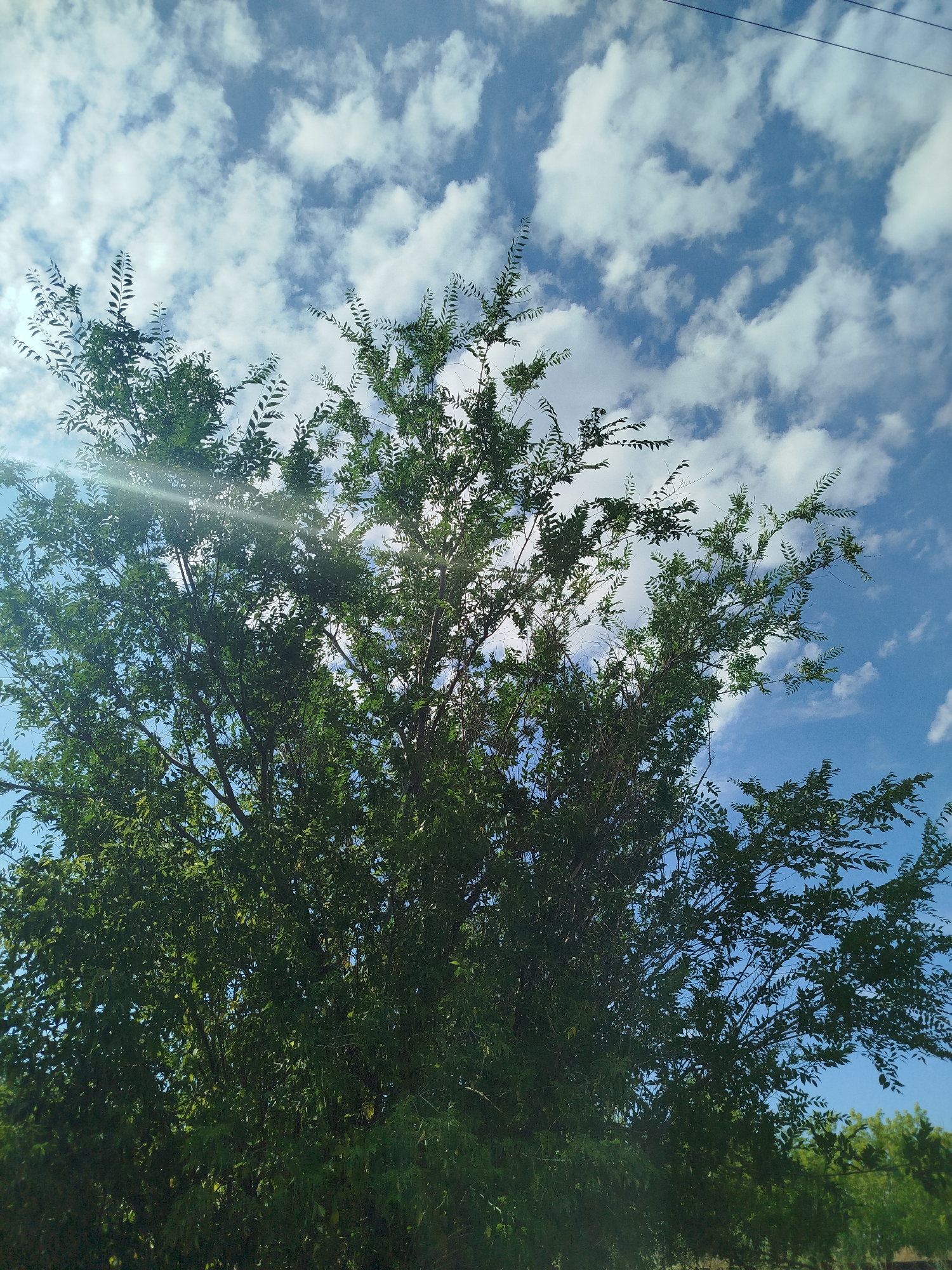A dense, green tree dominates the frame, its branches reaching upwards towards a bright blue sky dotted with fluffy white clouds. The sun shines through the foliage, creating lens flare and dappled light effects. Power lines are visible stretching across the upper right portion of the sky. The lower edge of the image suggests a natural landscape with other trees in the distance. The scene is likely outdoors and depicts a clear, sunny day. The provided location is the city administration of Qarağandı, Kazakhstan.