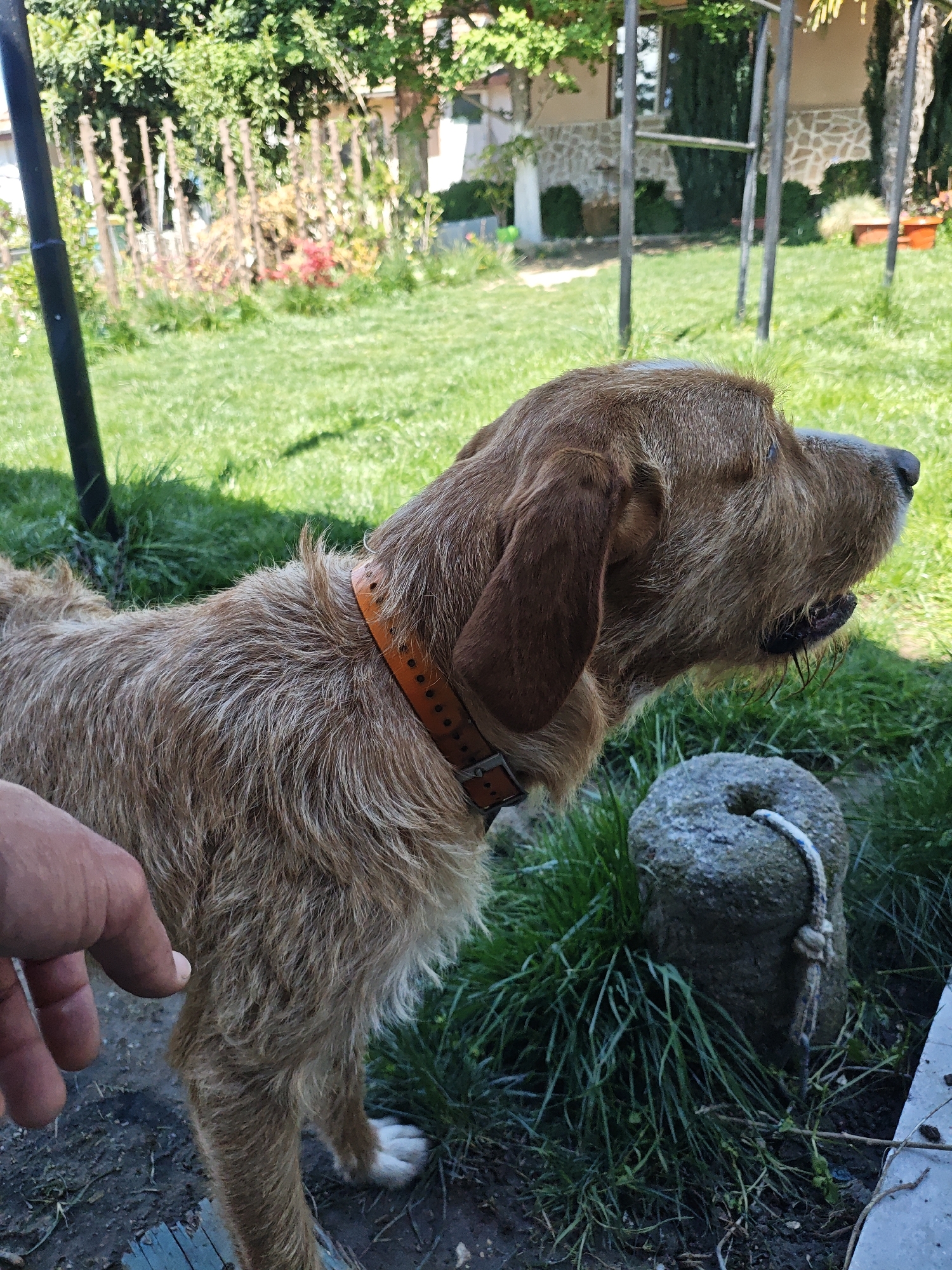 A tan-colored dog is standing in a grassy yard. The dog has a brown leather collar with metal hardware. A hand is touching the dog's side. In the background, there is a house and various plants. A stone object with a rope is near the dog. The location is Unknown, Unknown.