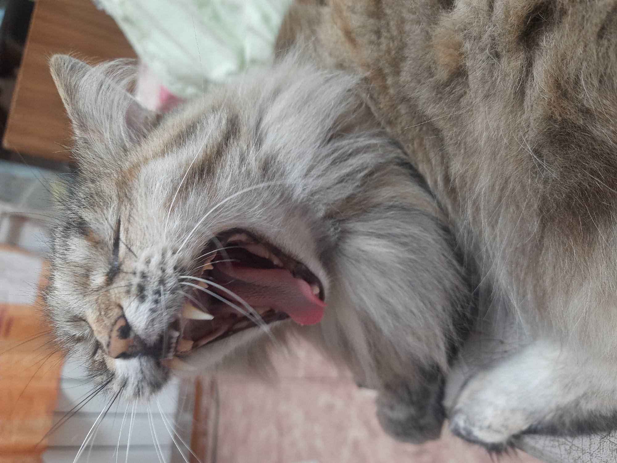 A close-up, eye-level shot captures a fluffy, grey tabby cat mid-yawn. The cat's eyes are squeezed shut, and its mouth is wide open, revealing a pink tongue and sharp white teeth. The fur is detailed, showing tabby stripes on its face and a thick ruff around its neck. The background is blurred, with hints of orange and light green, possibly indicating an indoor setting with furniture and a wall. There is no information available regarding the location in Kemerovo, Russia.