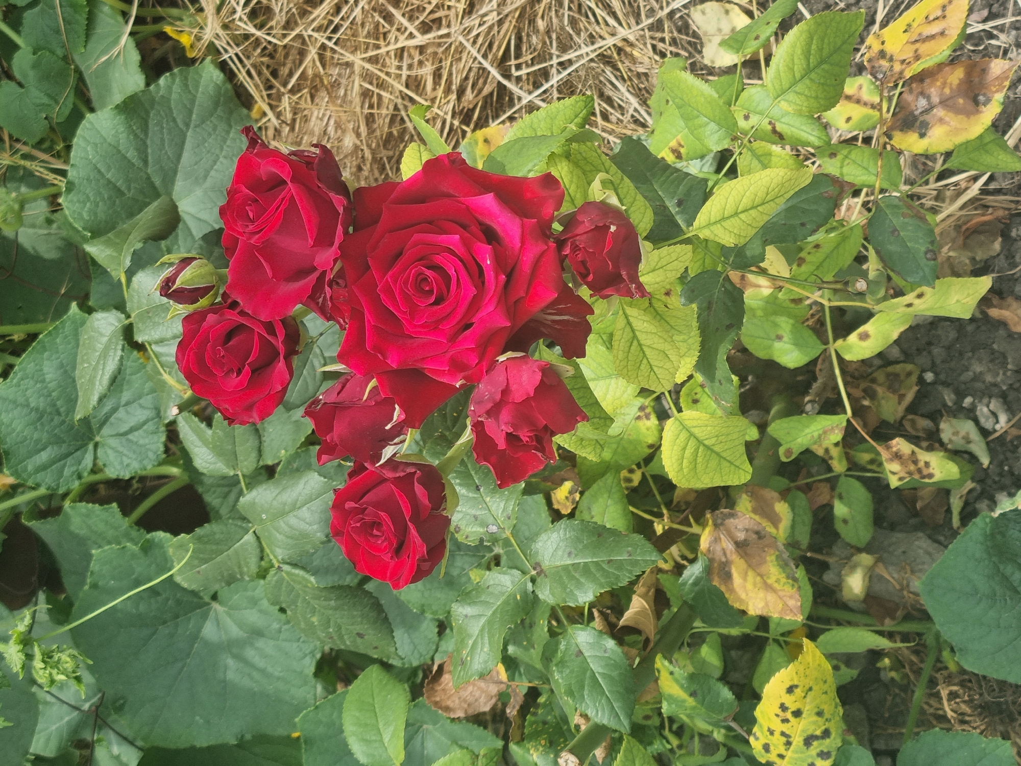 A close-up, high-angle shot captures a cluster of deep red roses with vibrant green leaves. The roses are in various stages of bloom, from tightly furled buds to fully opened flowers, showcasing their intricate petal structures. Some leaves exhibit signs of age or disease, with yellowing and brown spotting. In the background, dry, straw-like material lies on the ground, interspersed with soil and more green foliage. The scene appears to be an outdoor garden setting. There are no people present in the image.